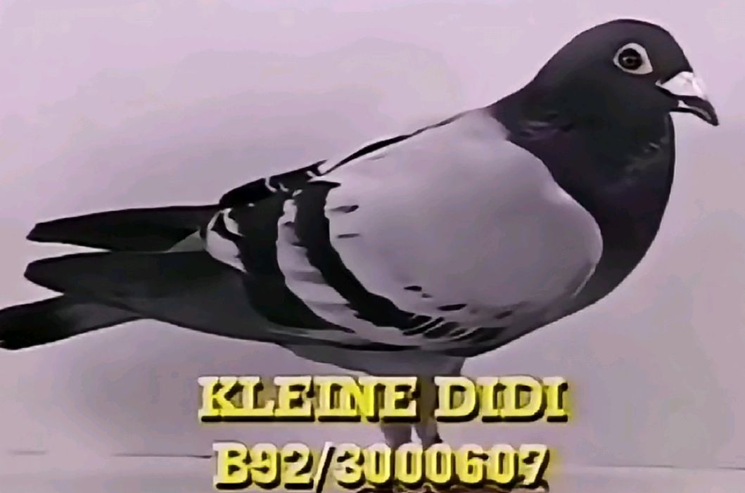 比利时传奇赛鸽"小迪迪"与倚天·迪沃斯的辉煌