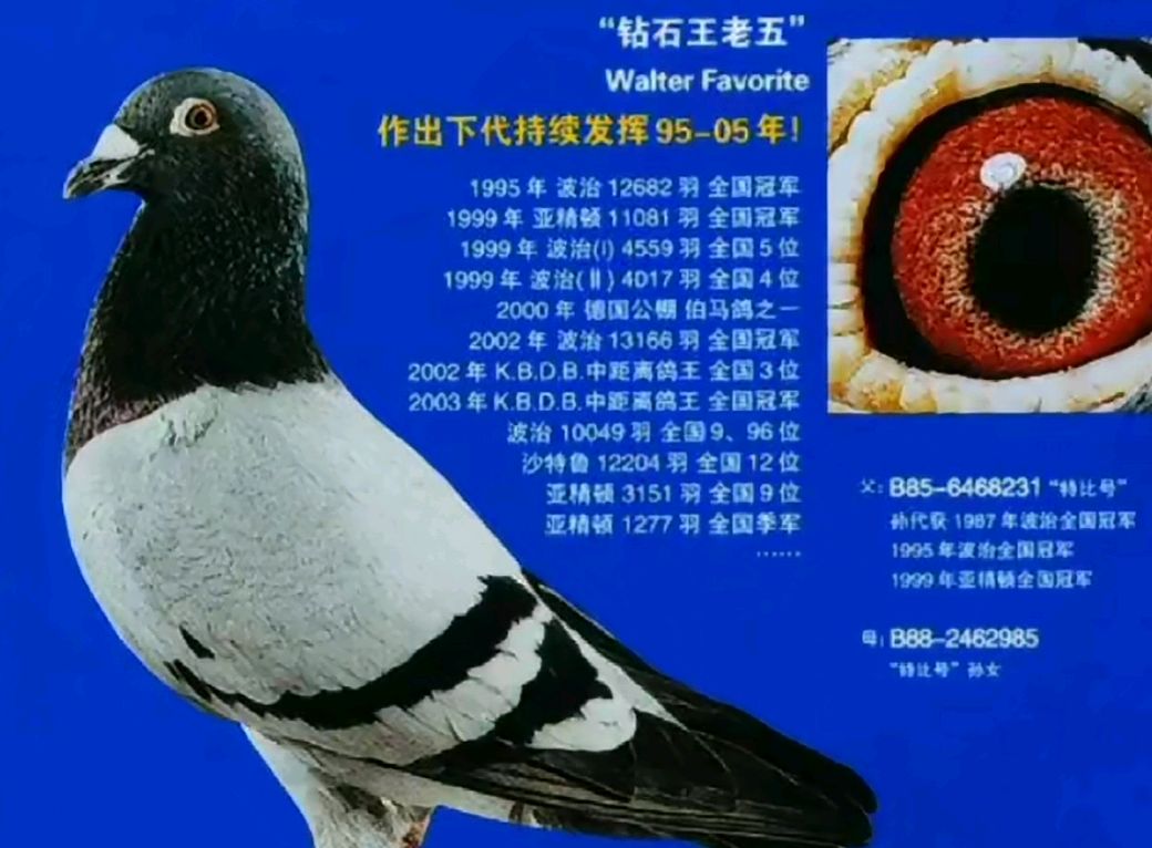 瓦特·德瑞克与"钻石王老五":横扫鸽坛的实战血统传奇