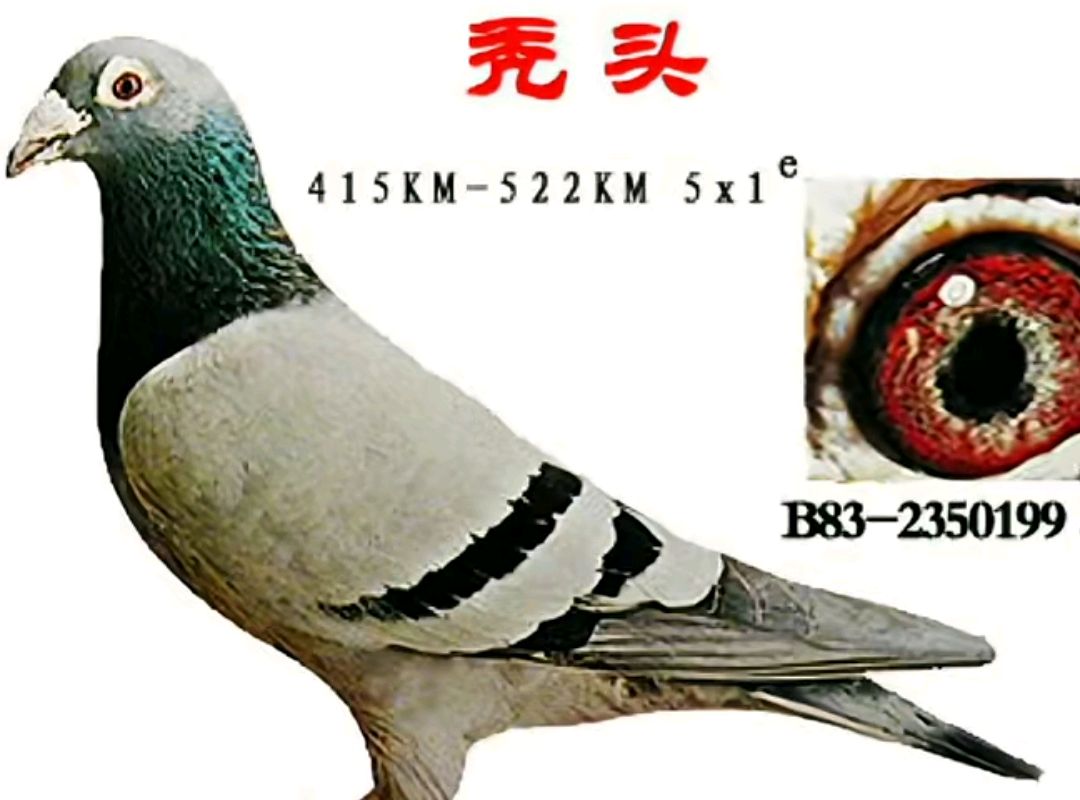 电脑戈马利与秃头199的诞生比利时赛鸽名家电脑戈马利,以三十年不败的