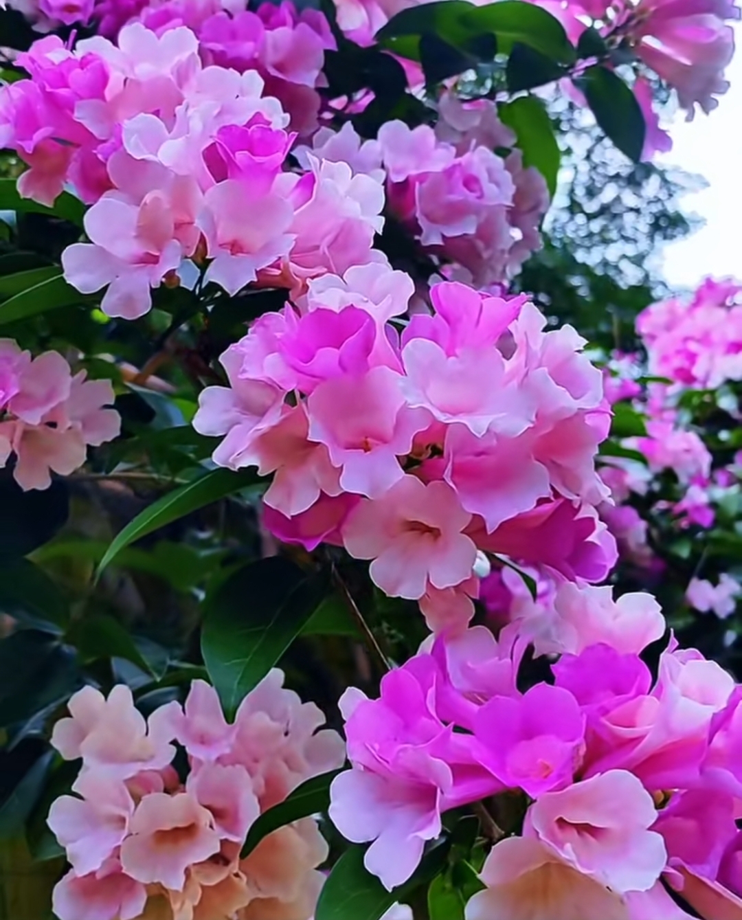 风里的思念