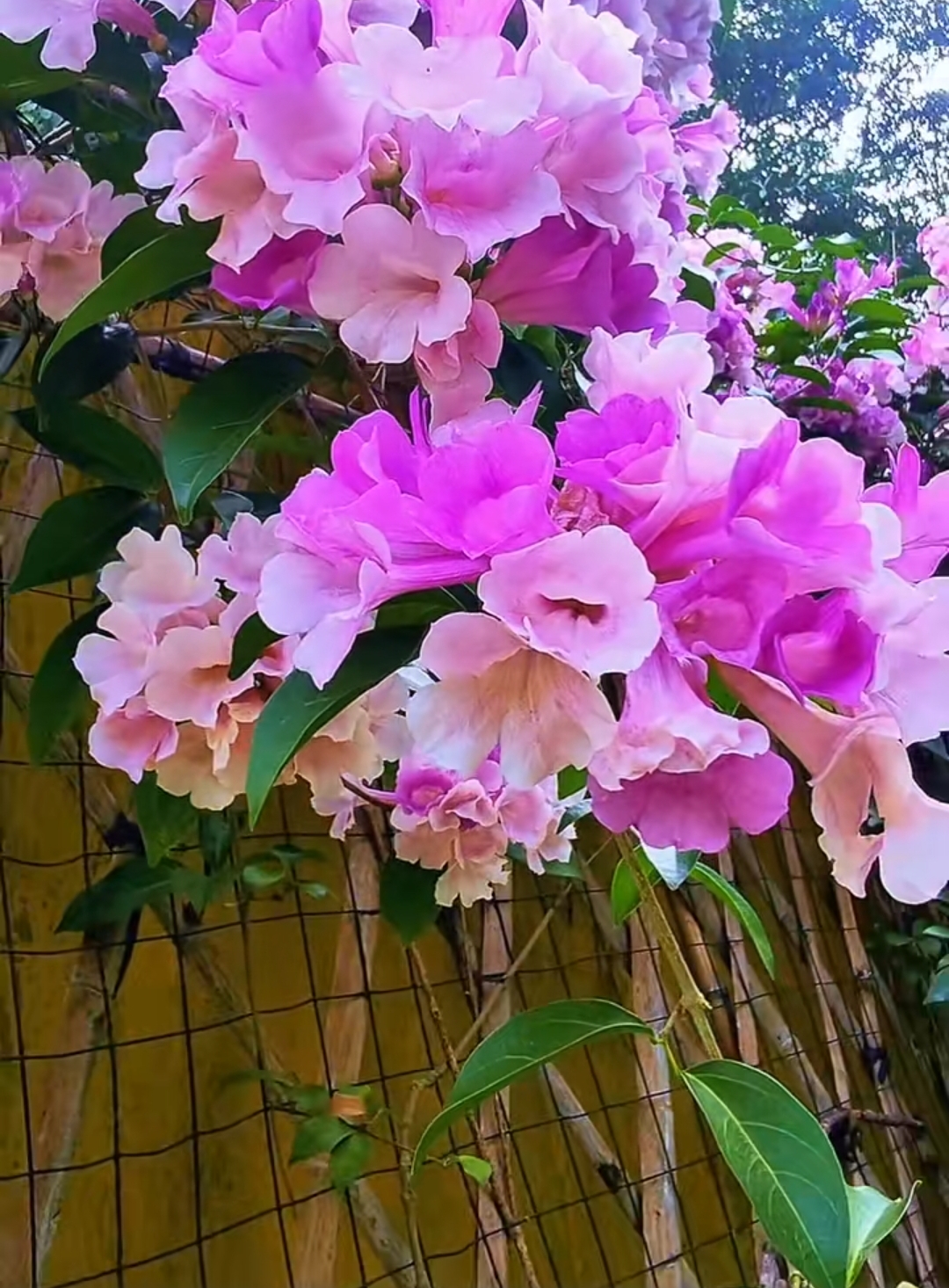 风里的思念