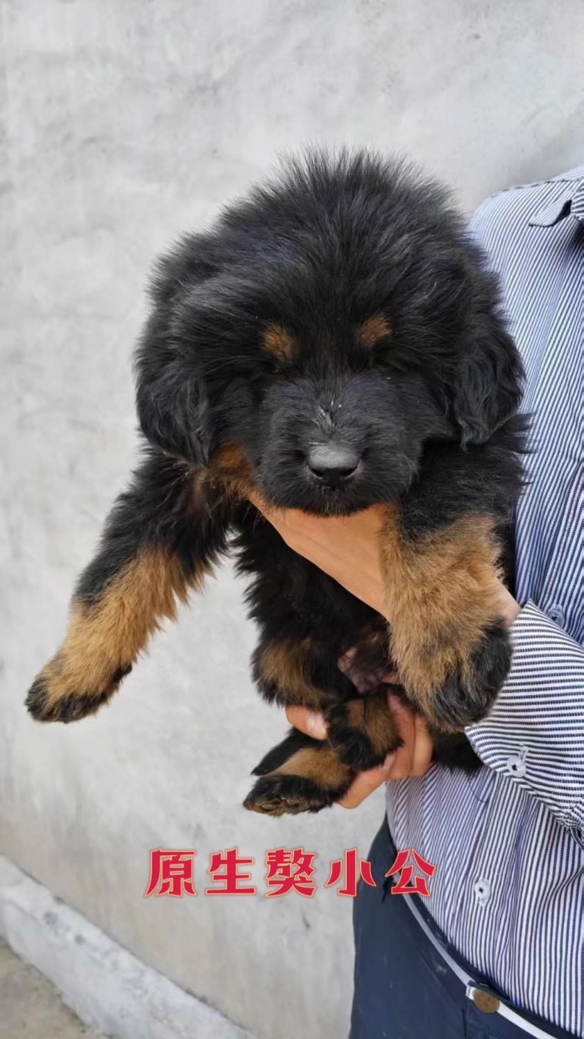 原生虎头獒,50天幼犬