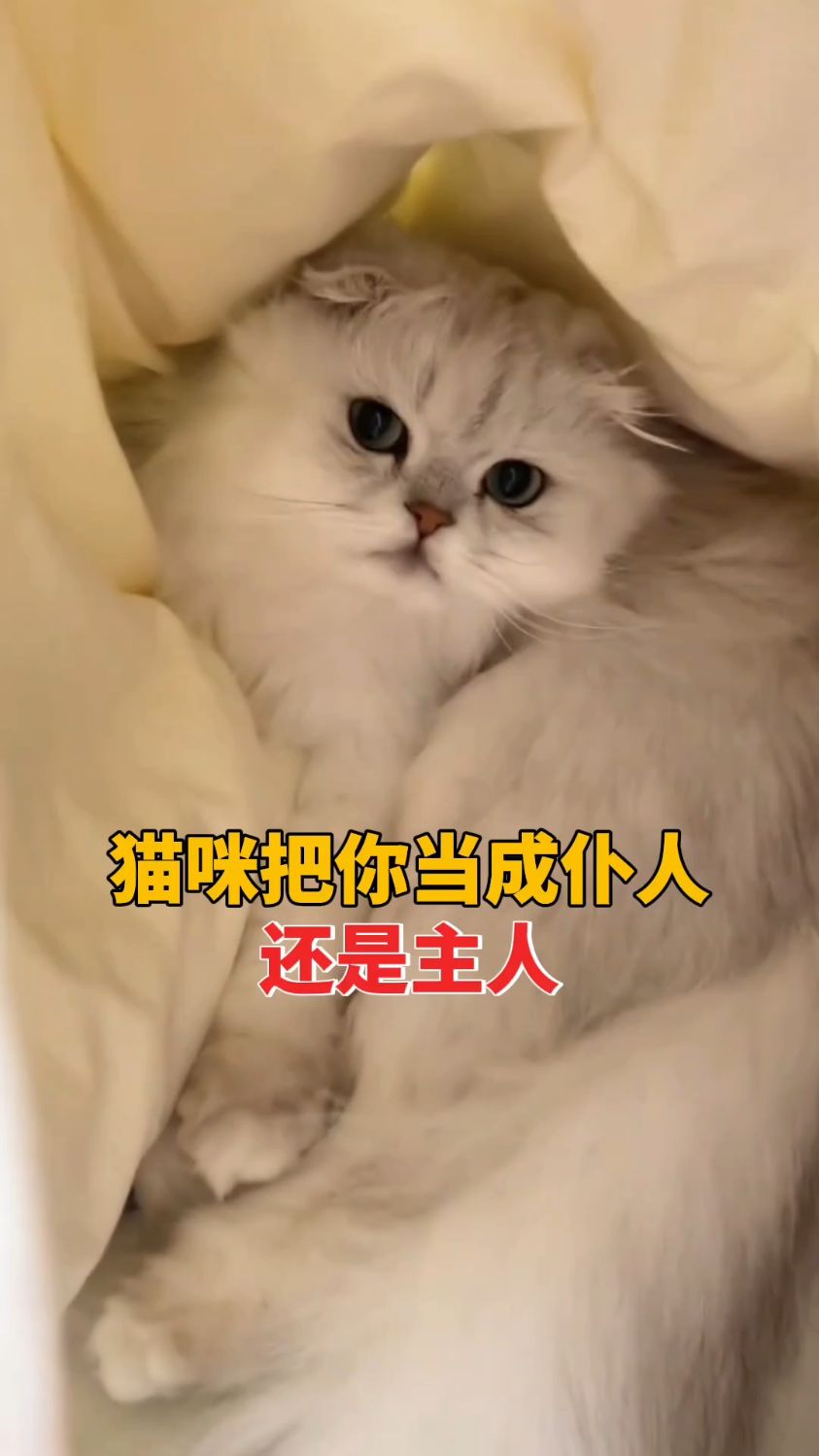 什么动物是仆人