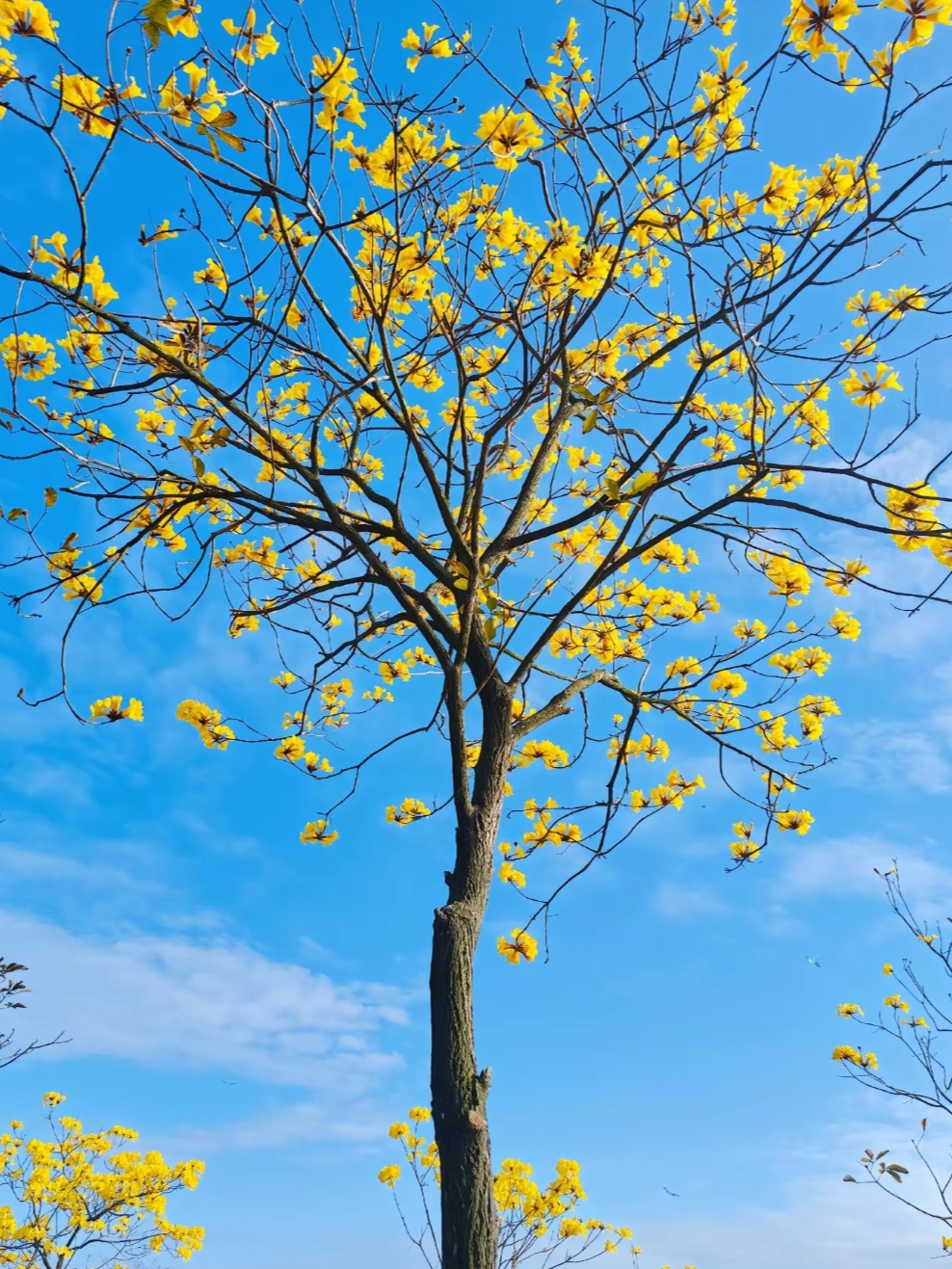 金黄色的花朵挂满树,成为春天一道靓丽的美丽风景,#黄花风铃木春天的