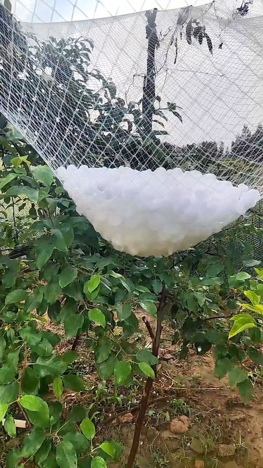 果树防冰雹网防鸟网,每平米承重25公斤#果树多功能防护网 #防雹网