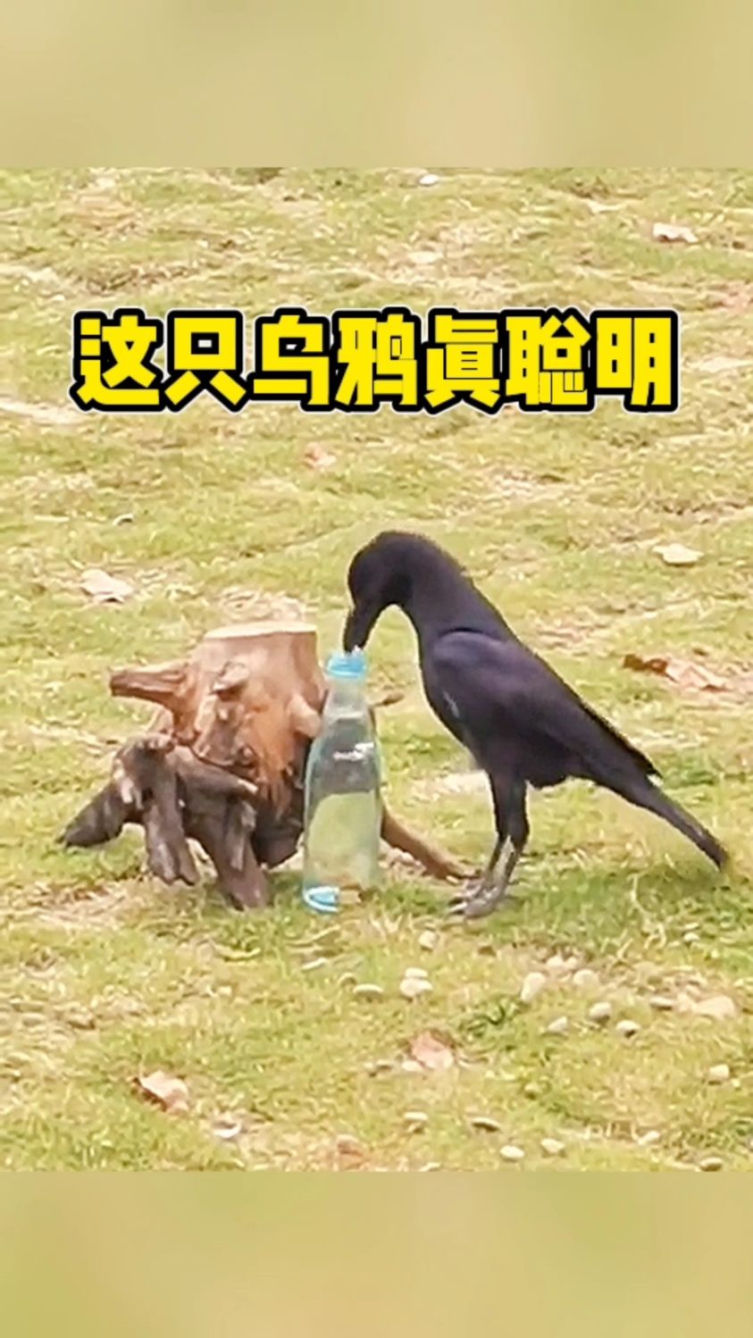乌鸦搜索引擎_乌鸦搜索引擎在线