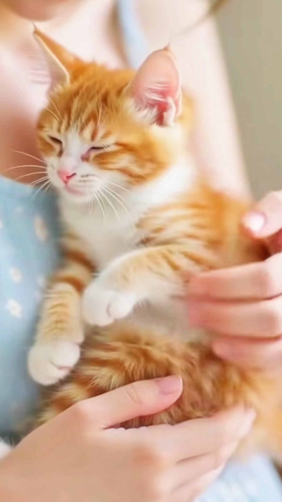 抱着可爱的猫咪睡觉觉了