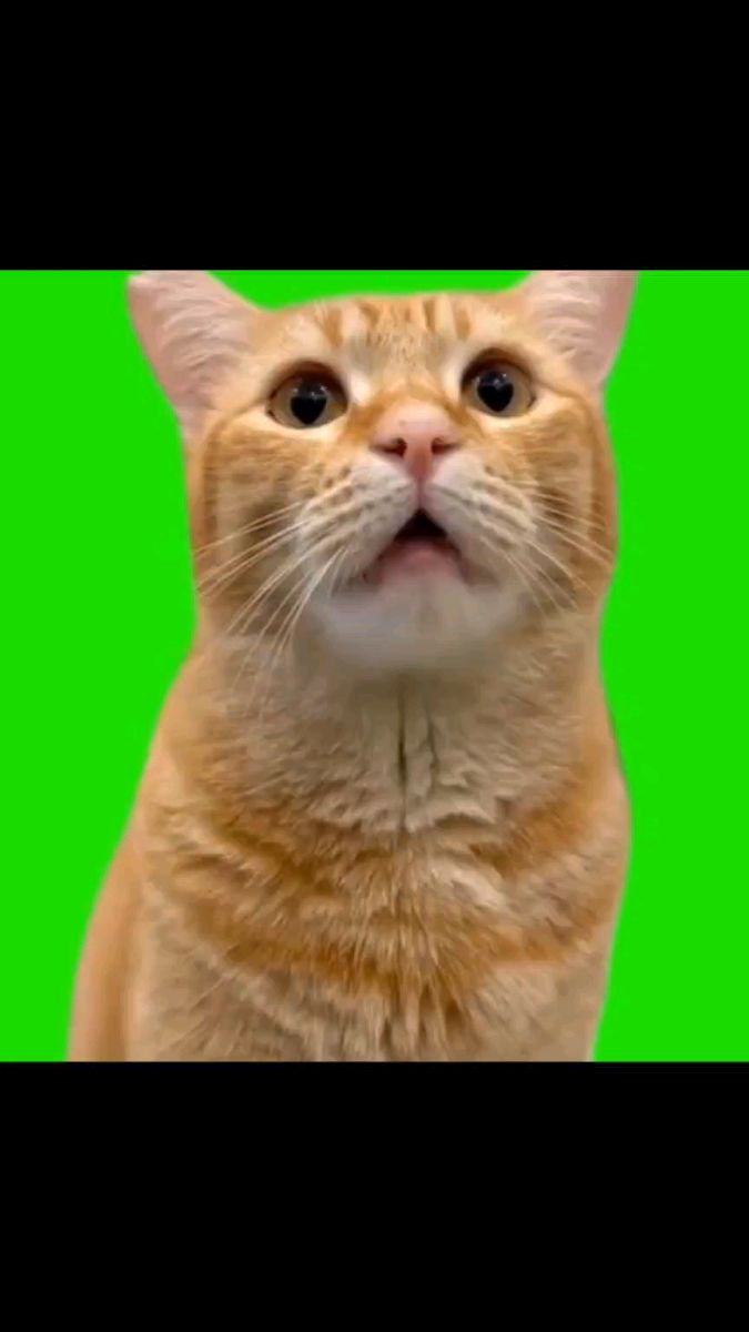 猫meme素材,绿幕自取哦