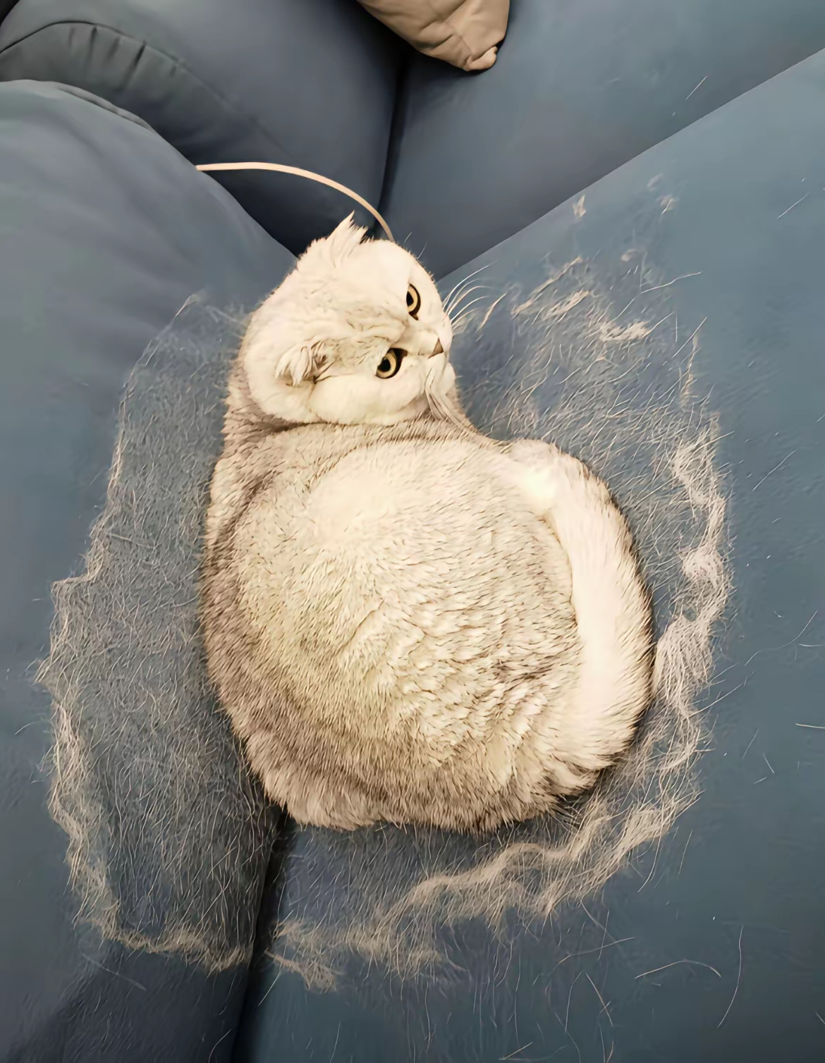 这猫咪掉毛,掉得太可怕了吧
