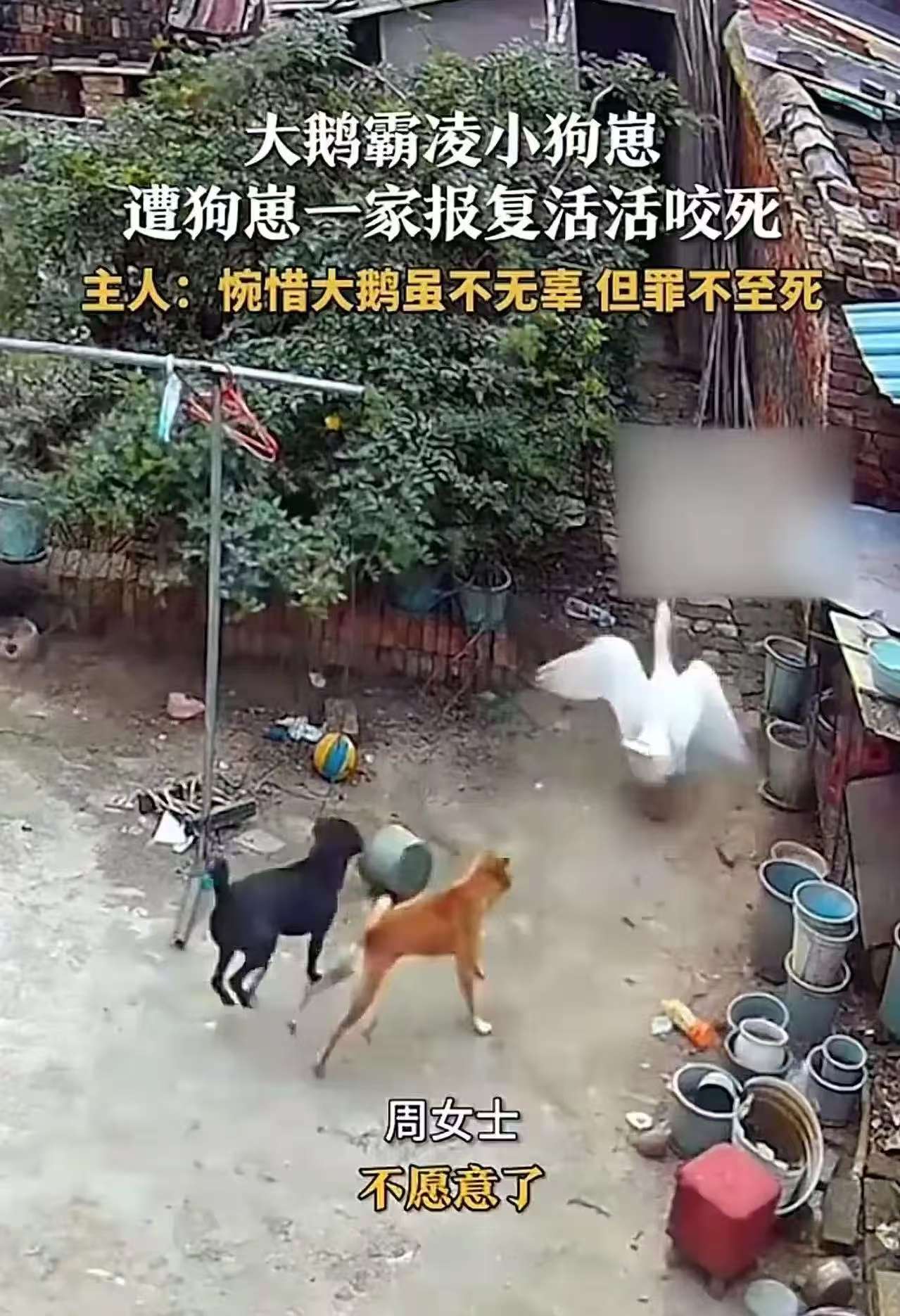 别说狗了这鹅要是啄我家小孩今晚就得进锅小狗崽子死亡照片