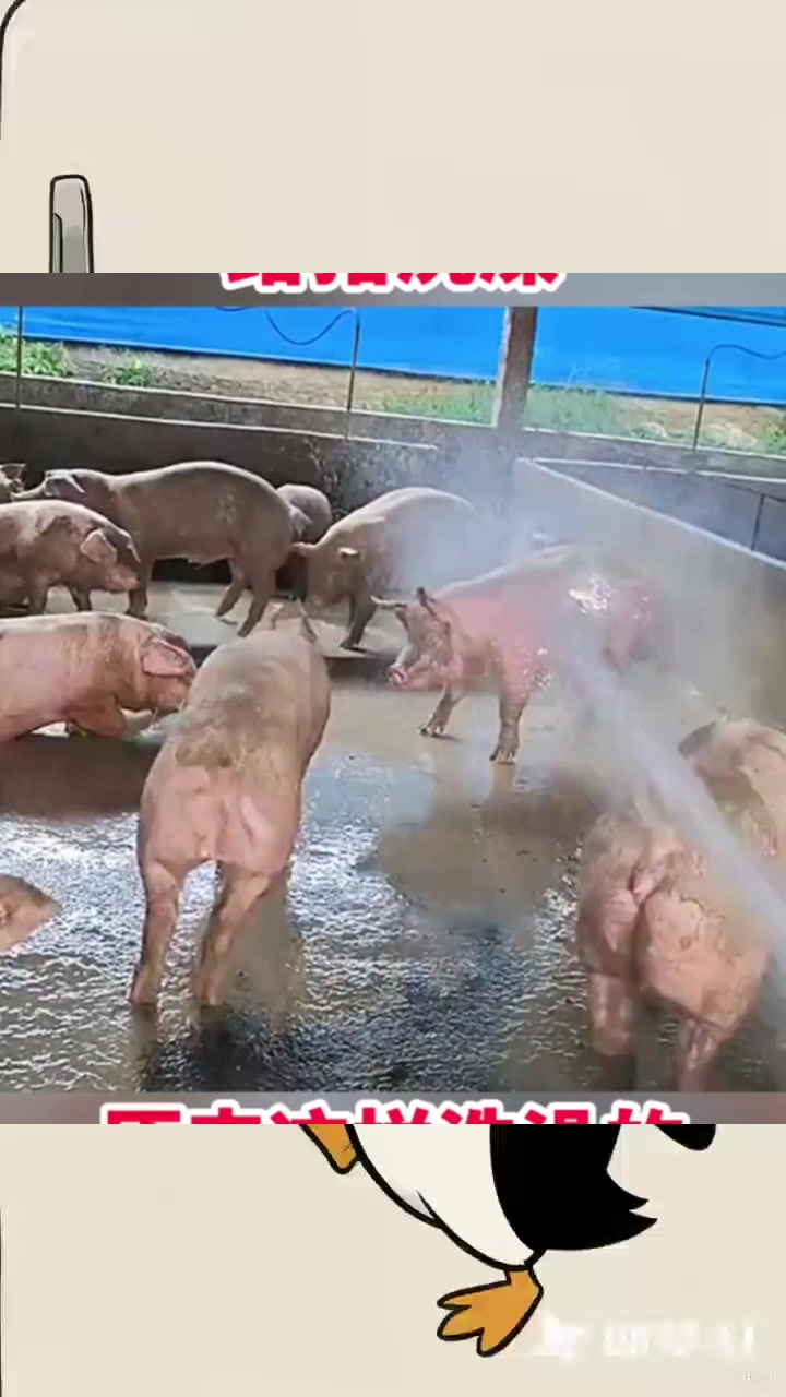 给猪洗澡,原来这样洗澡的!