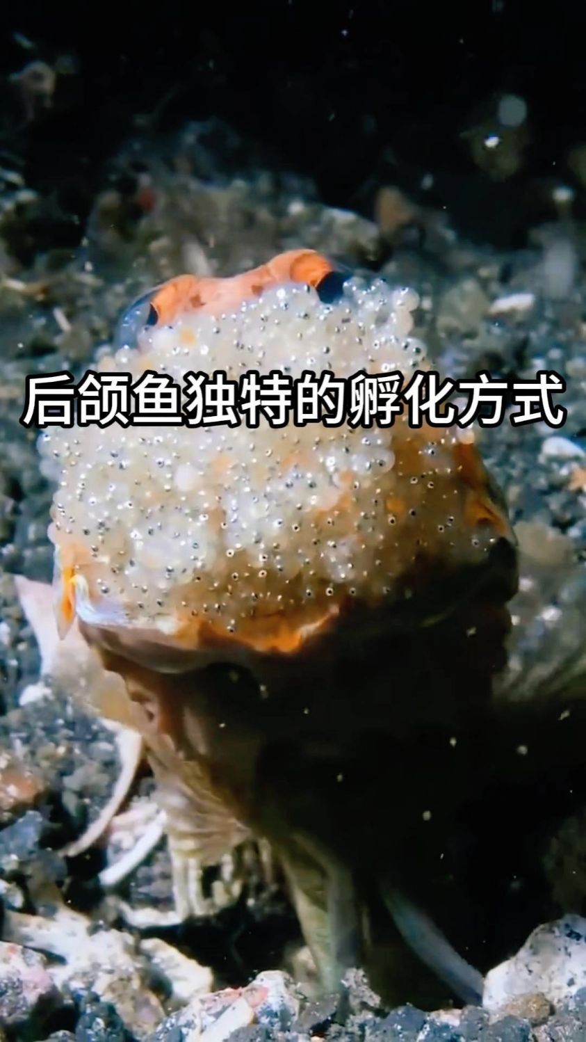 后颌鱼独特的孵化方式