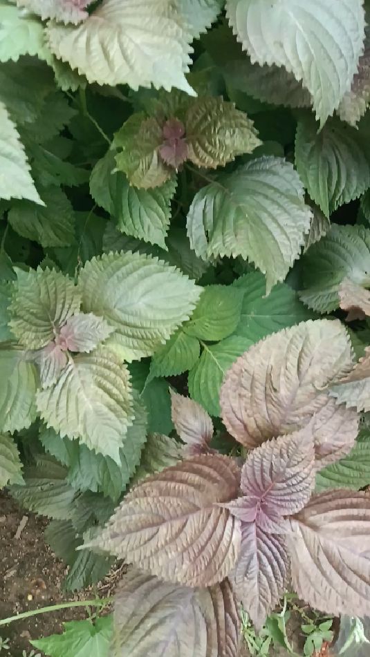 苏子叶,以其独有的气味解忧!