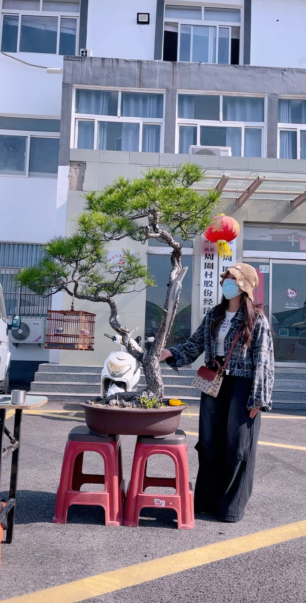 精品1.4米一本双杆黄山松