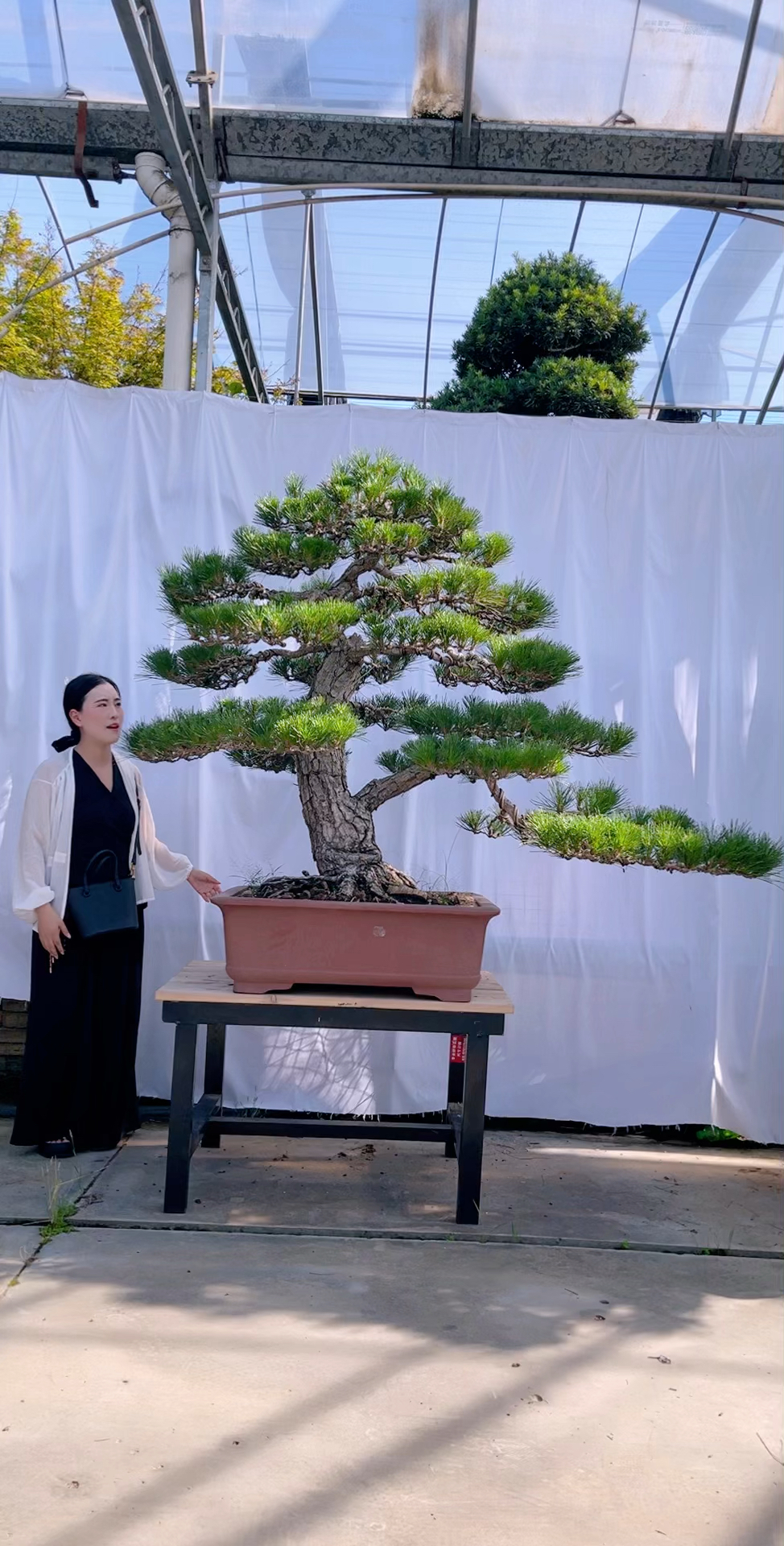 精品一本双杆黑松