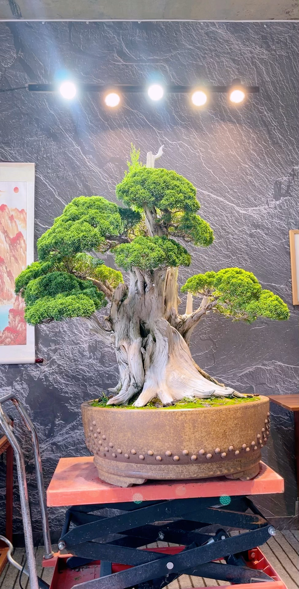 百年大老桩真柏盆景