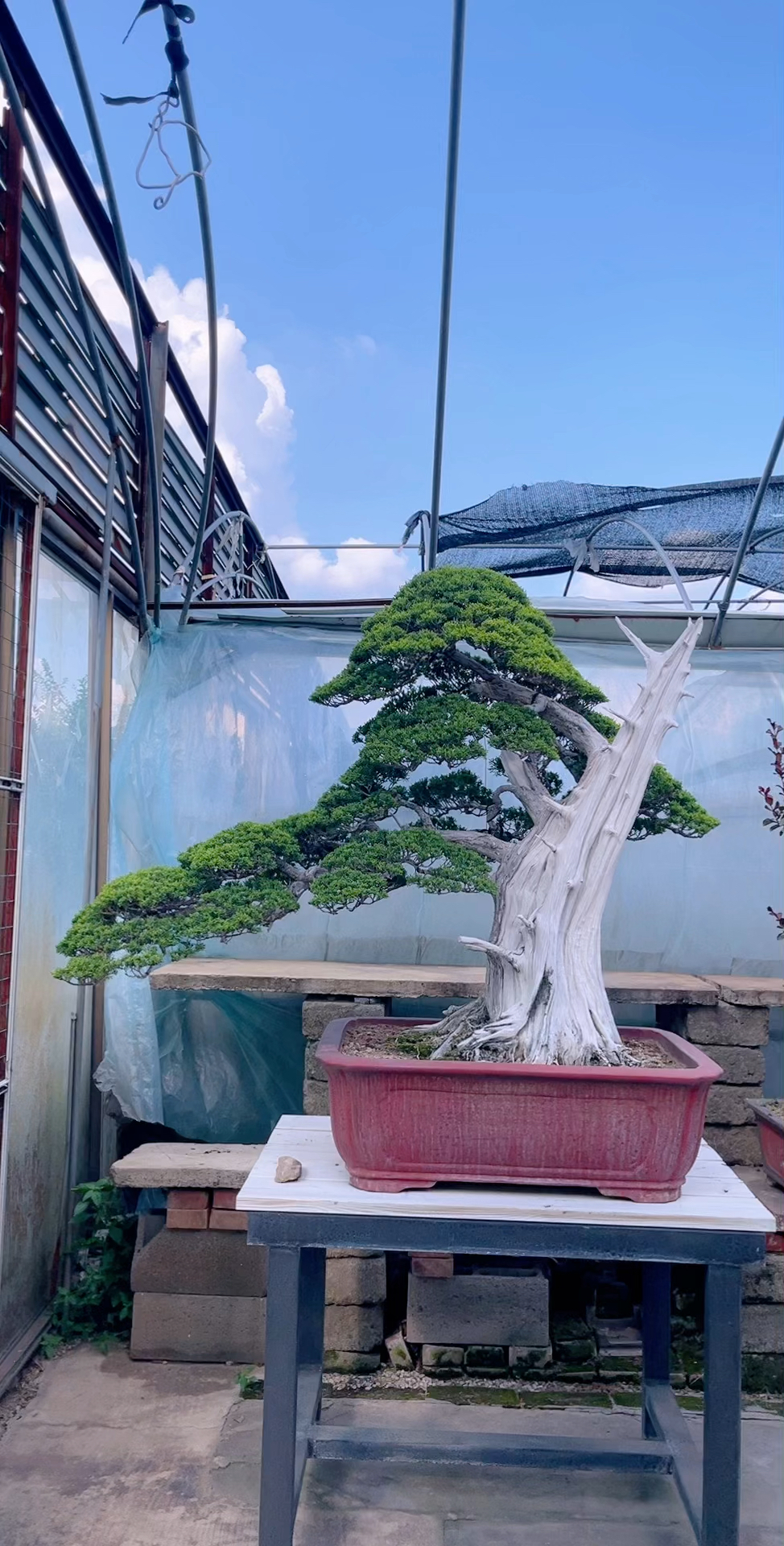 庭院大型真柏盆景