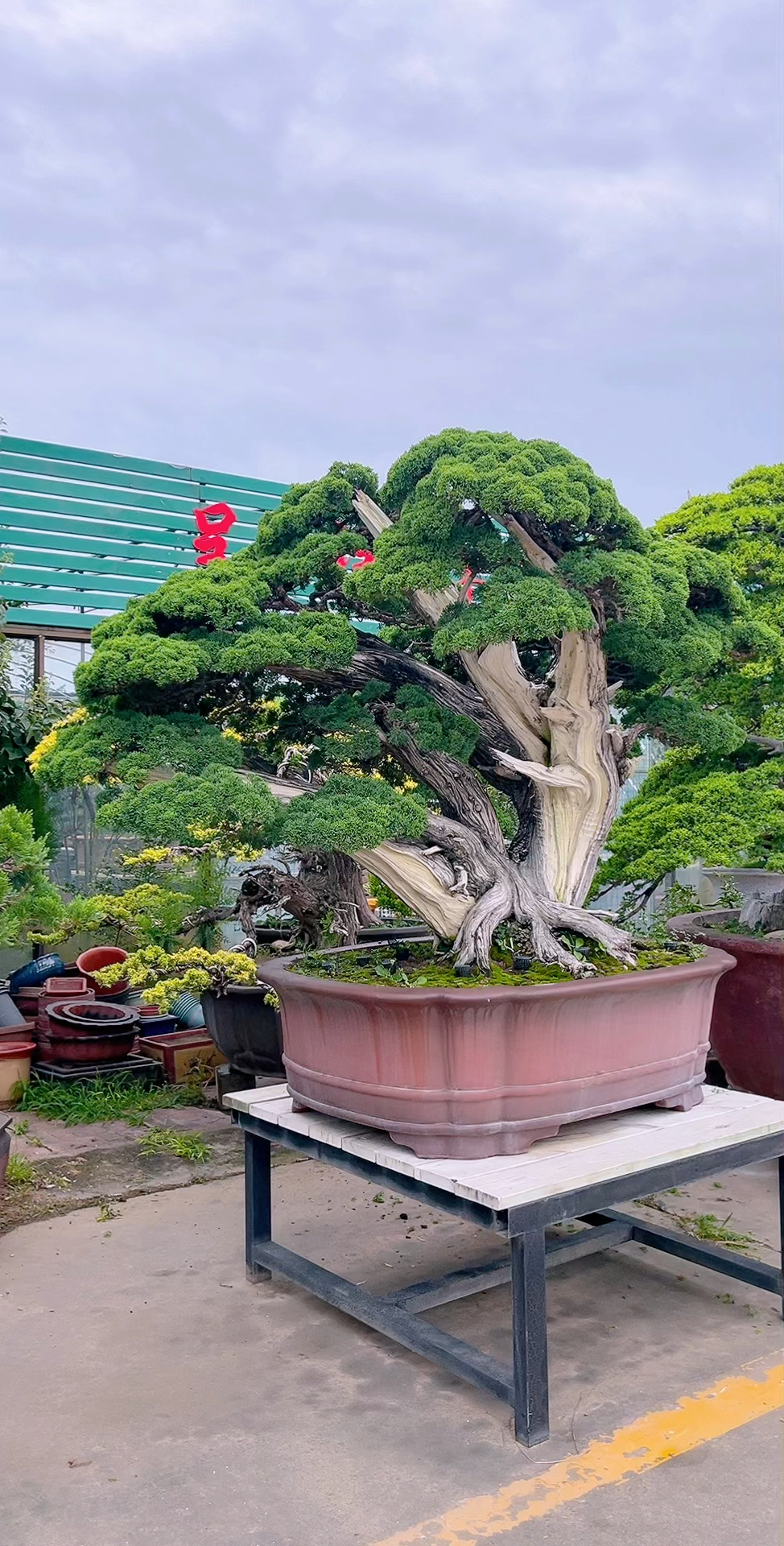 庭院大型真柏盆景