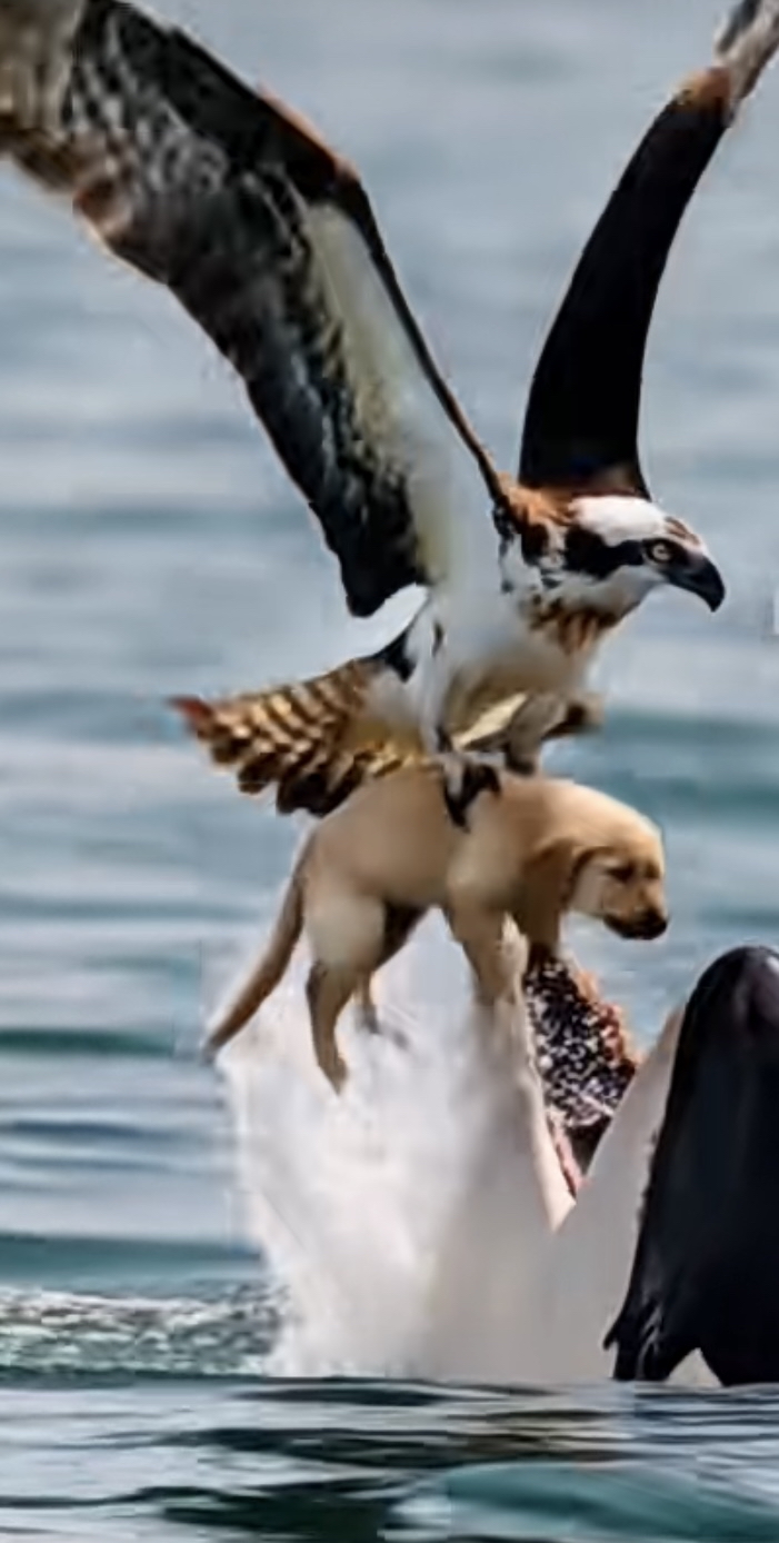 就在绝望时刻,老鹰像开了"空中救援"外挂,精准俯冲抓住小狗,硬生生