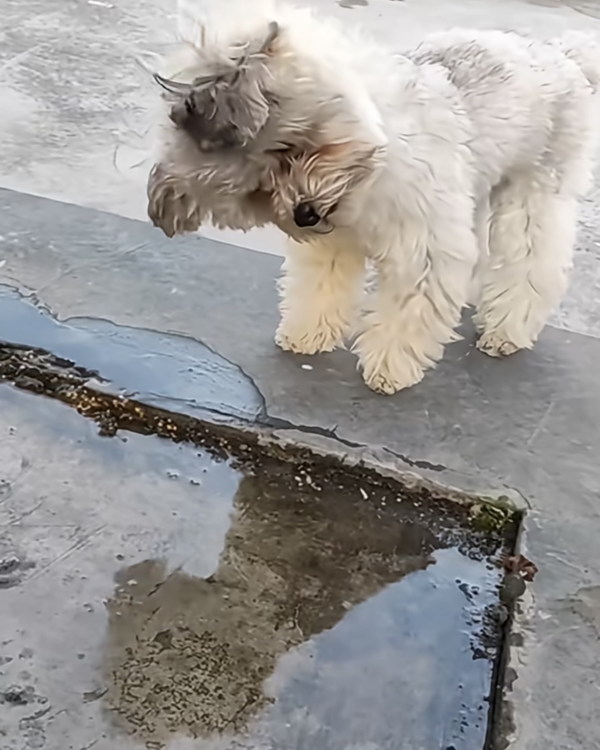 被这只小狗可爱到心化