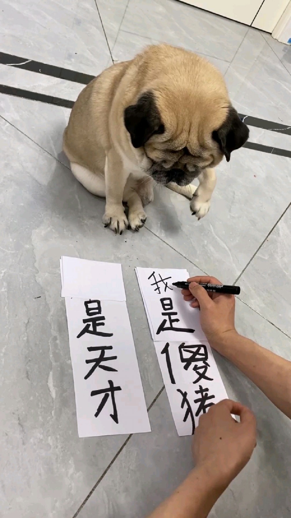 狗到底是什么意思=狗,是什么意思
