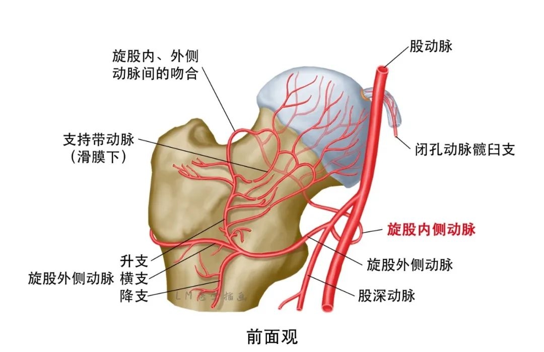 股骨头的血管分布