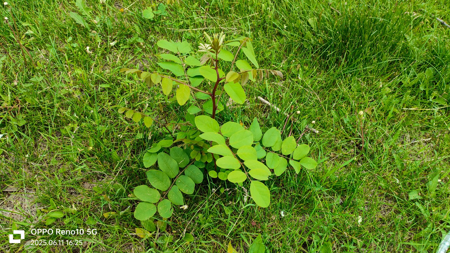晒晒我的家乡# 大叶山蚂蝗草,草坪上的独特风景 前些天,刚看到绿化