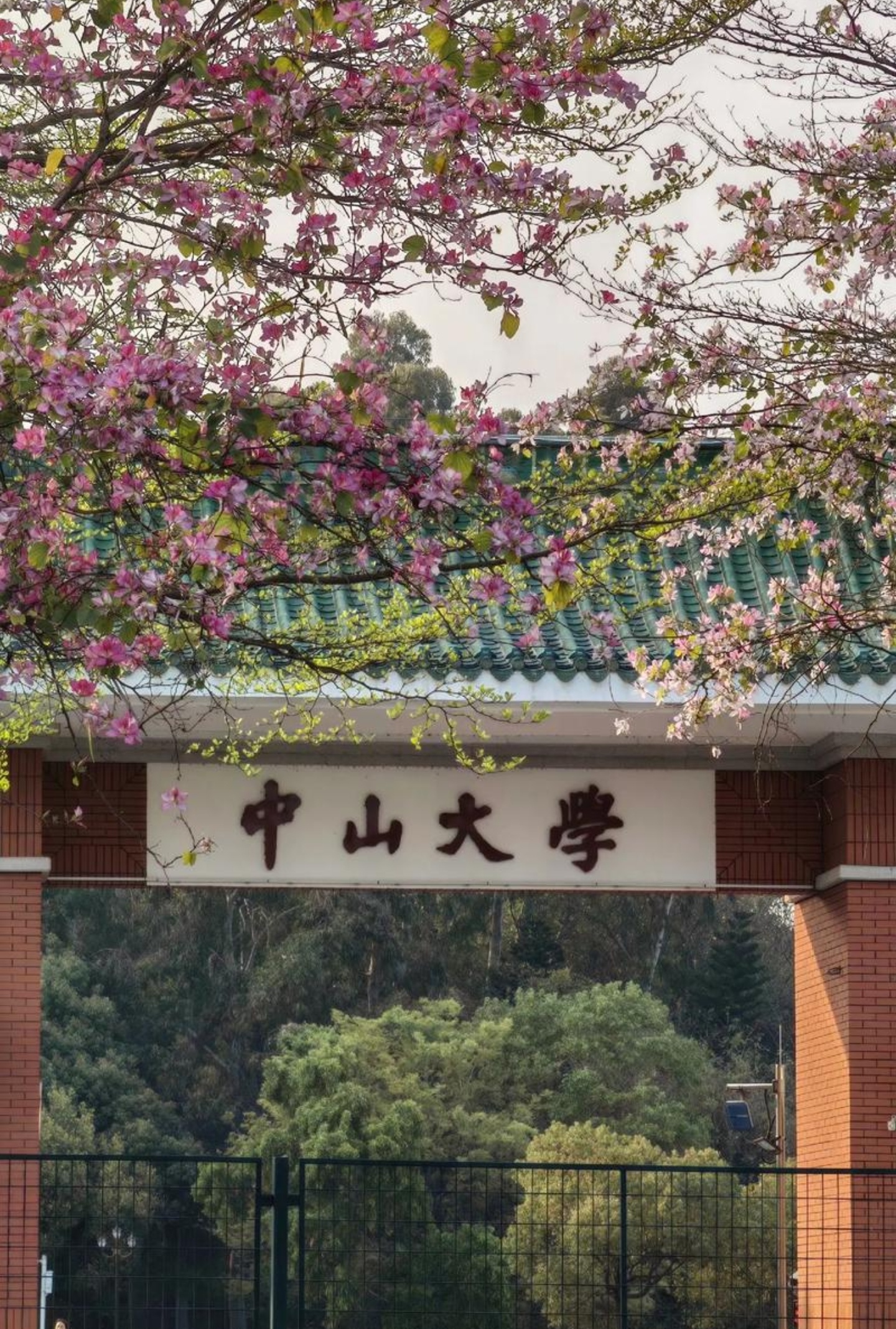 中山大学2024 在四川理科招生专业分数线出来了. 没有计算机专业!