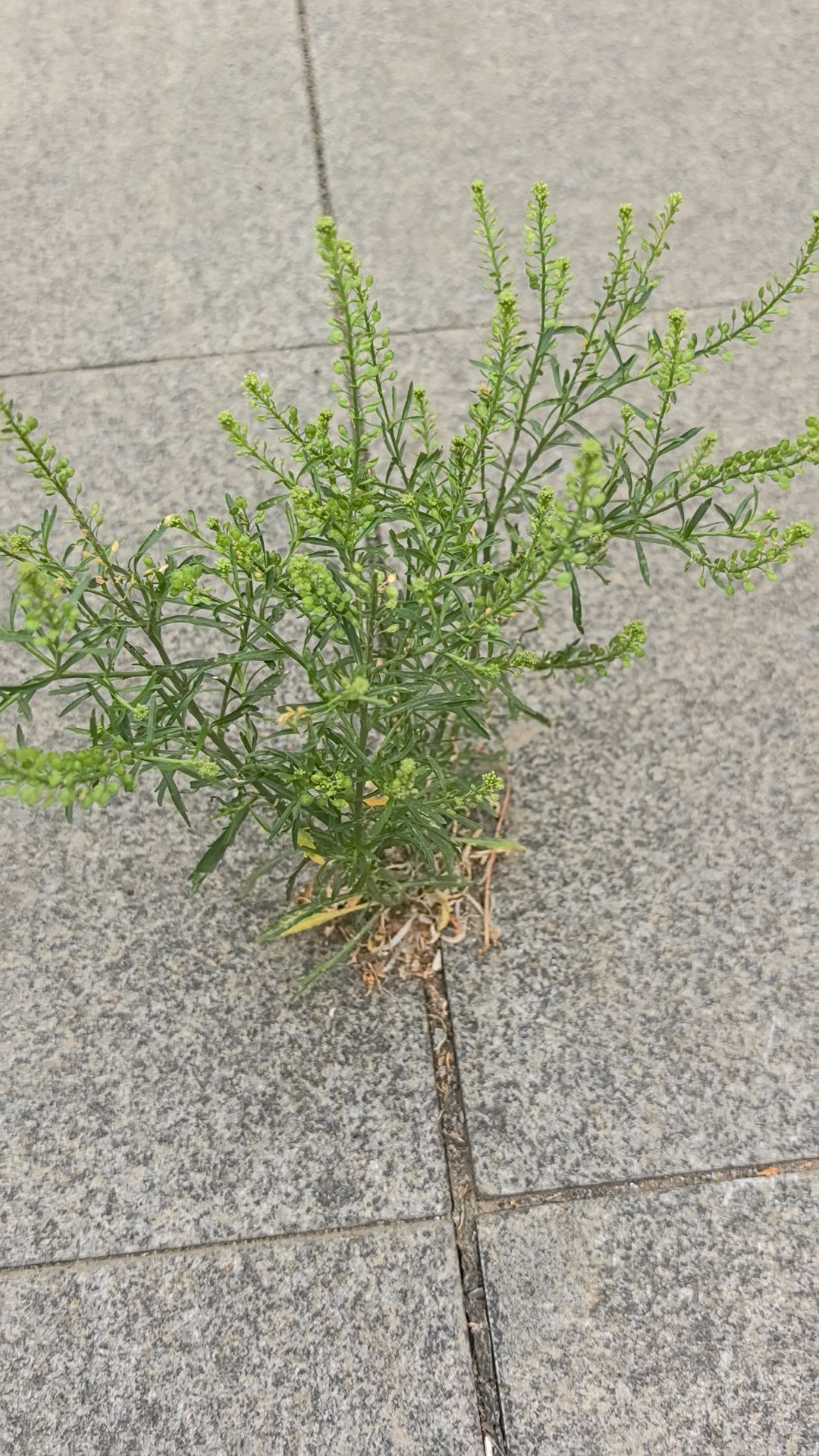 这株草长在一个广场的地砖缝中,虽然叫不出它的名字,却知道这是一种