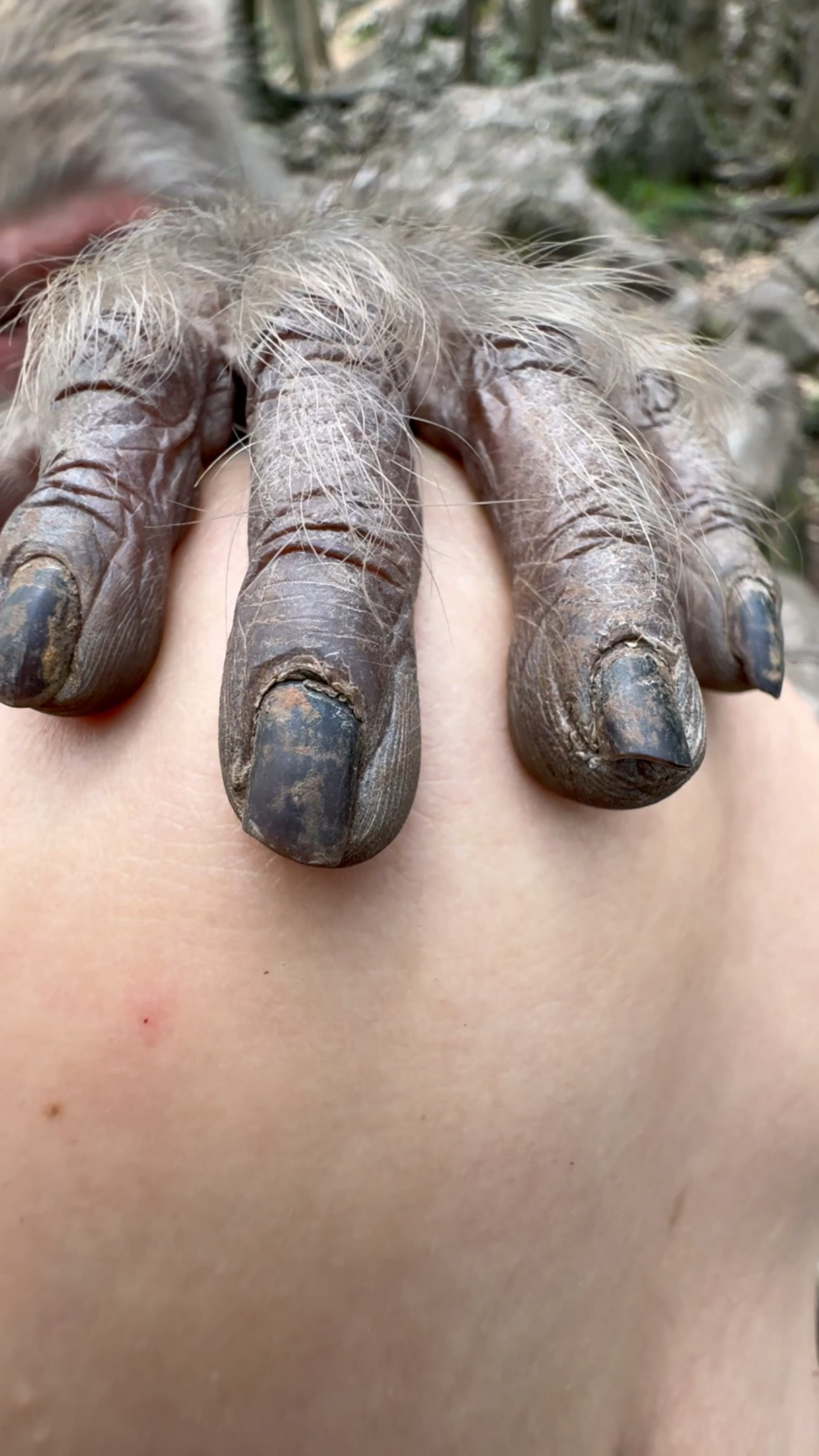 这个猴子的手好像人的手呀