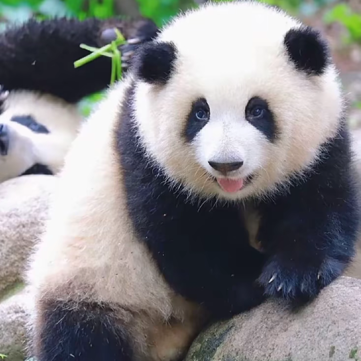 大熊猫是素食主义吗