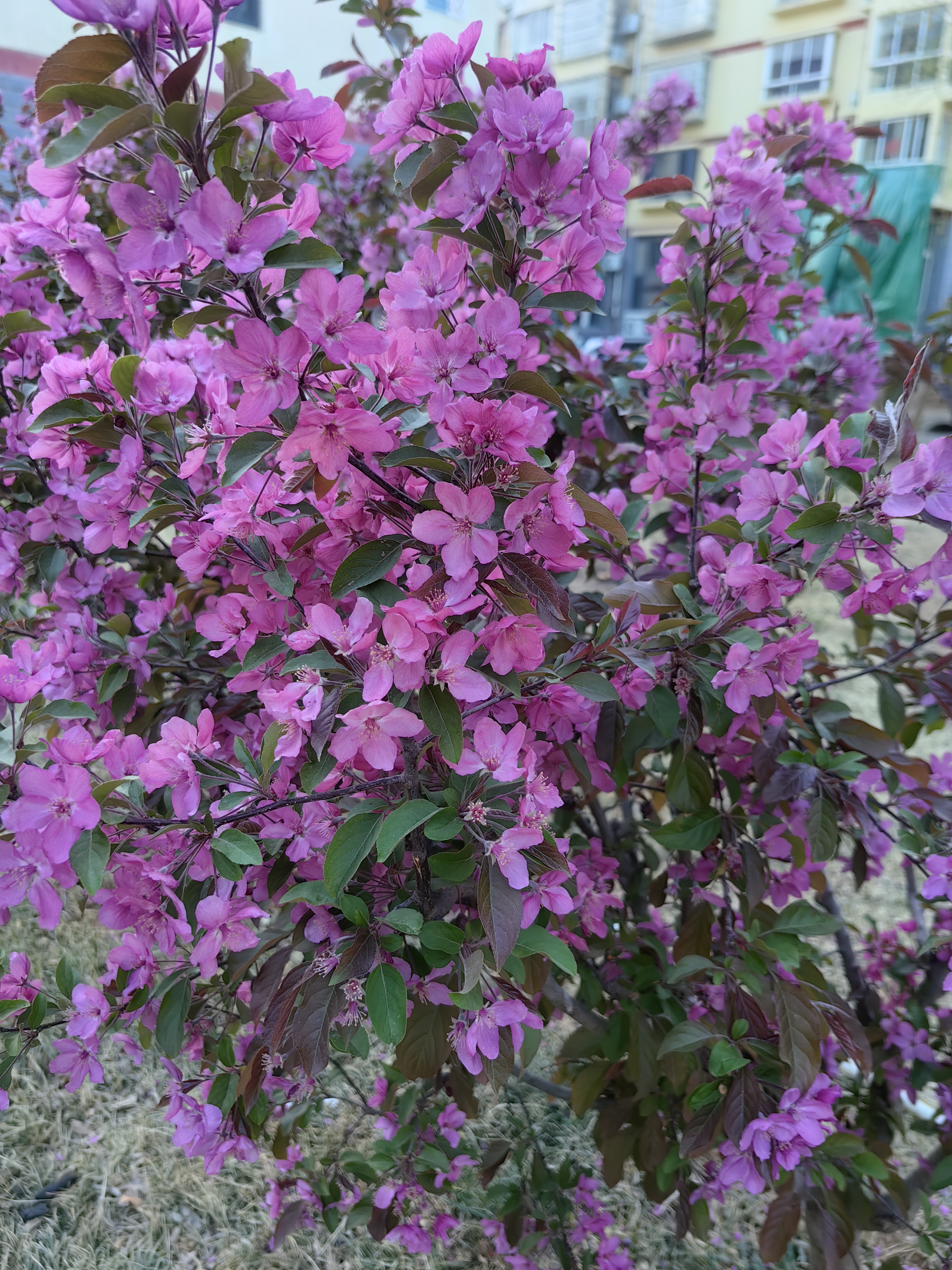 如烈焰灼灼燃烧,为晨昏涂谋泵 海棠西府海棠紫色榠栌海棠花图片紫绵