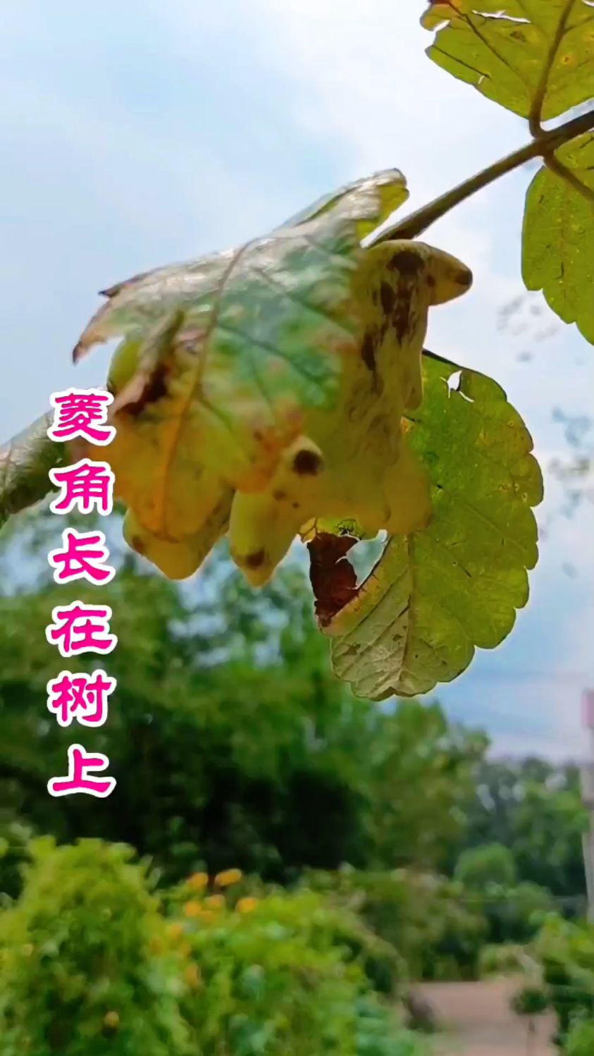 包你没见过,菱角长在树上