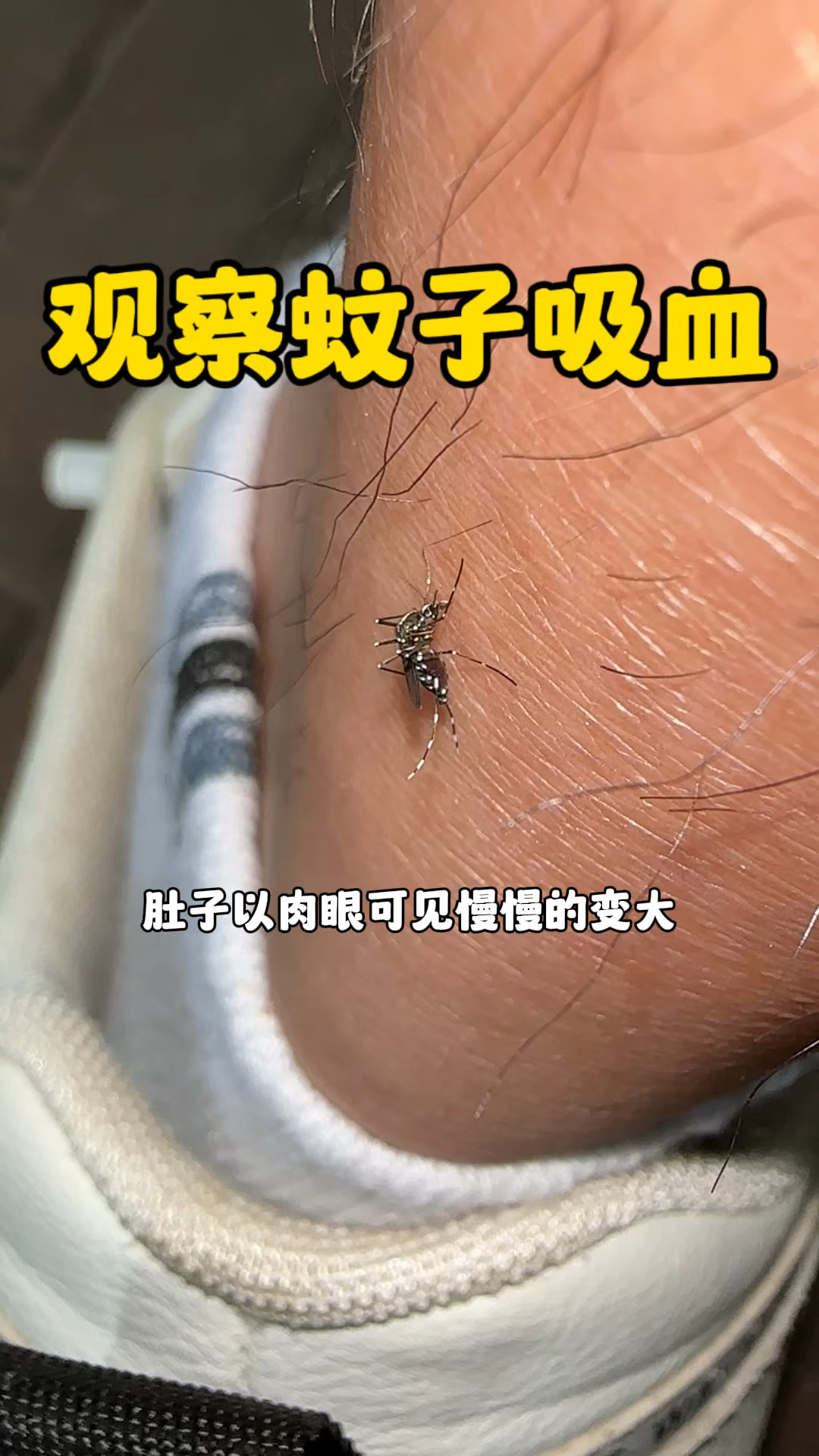 今天来观察一下蚊子是如何吸血的