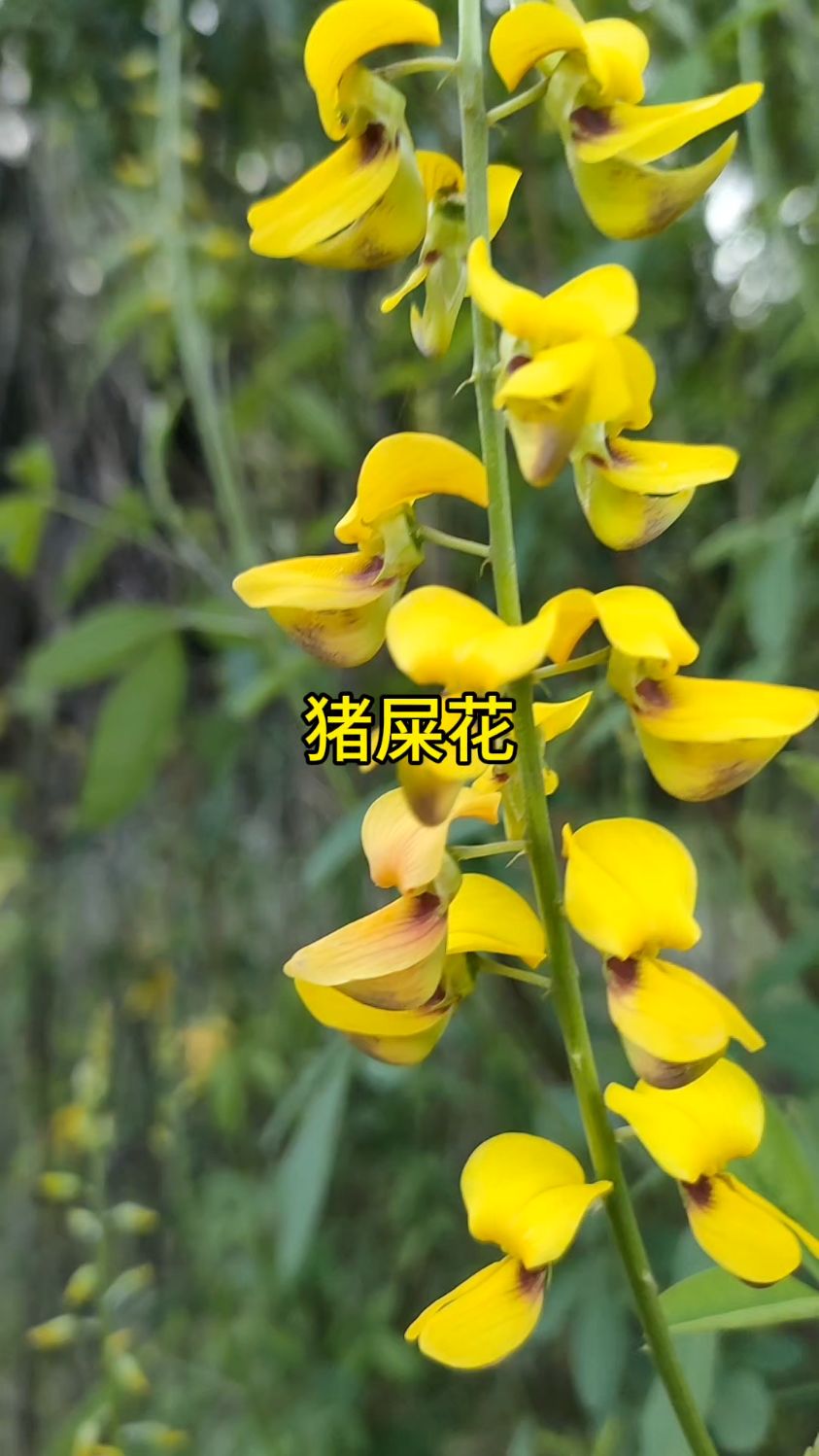 也不知道这名谁起的,这么好看的花叫猪屎花