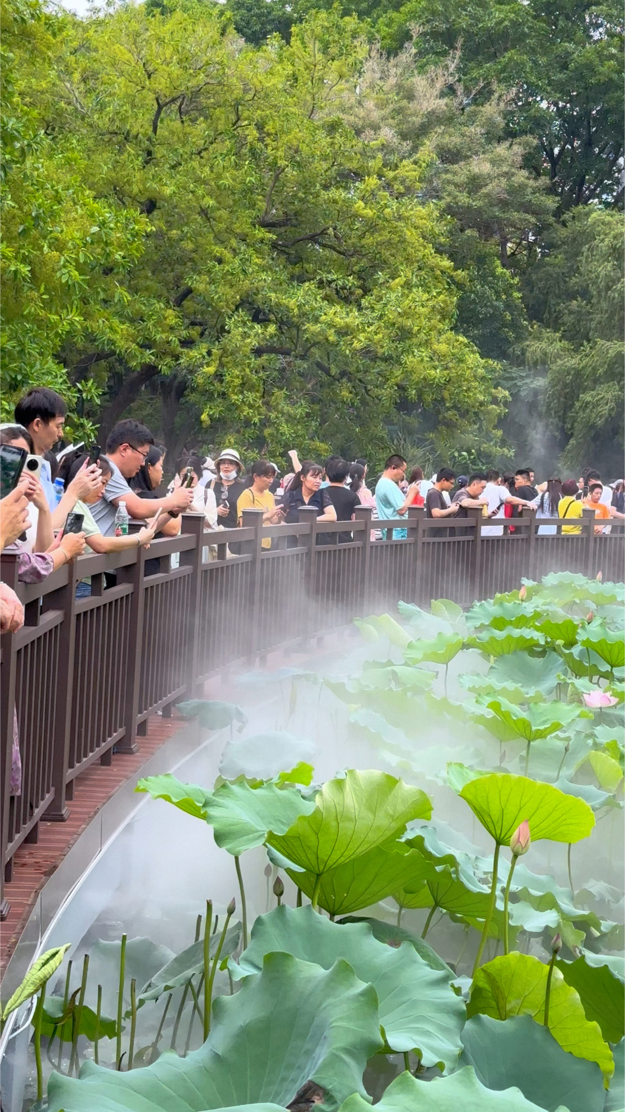 洪湖公园荷花开得好漂亮