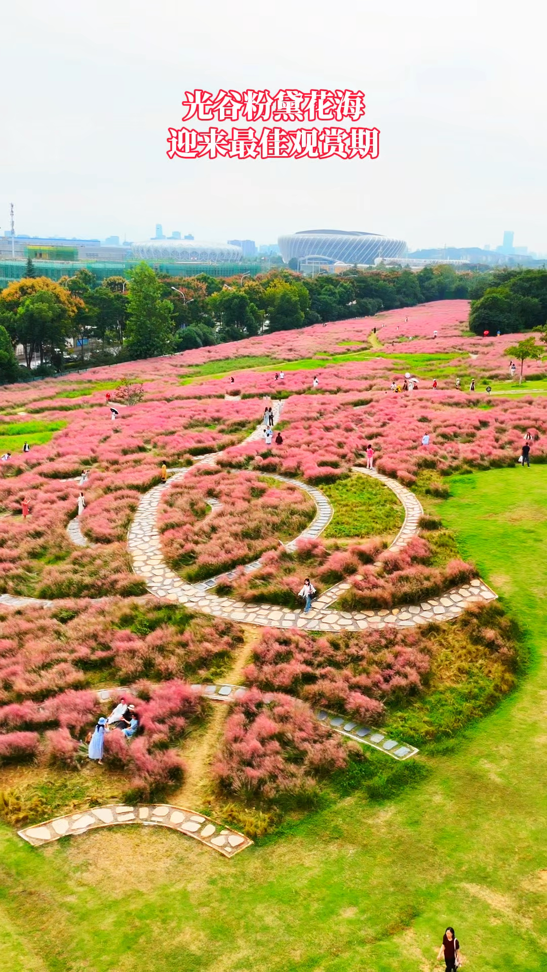 快来打卡,武汉二妃山粉黛花海迎来最佳观赏期