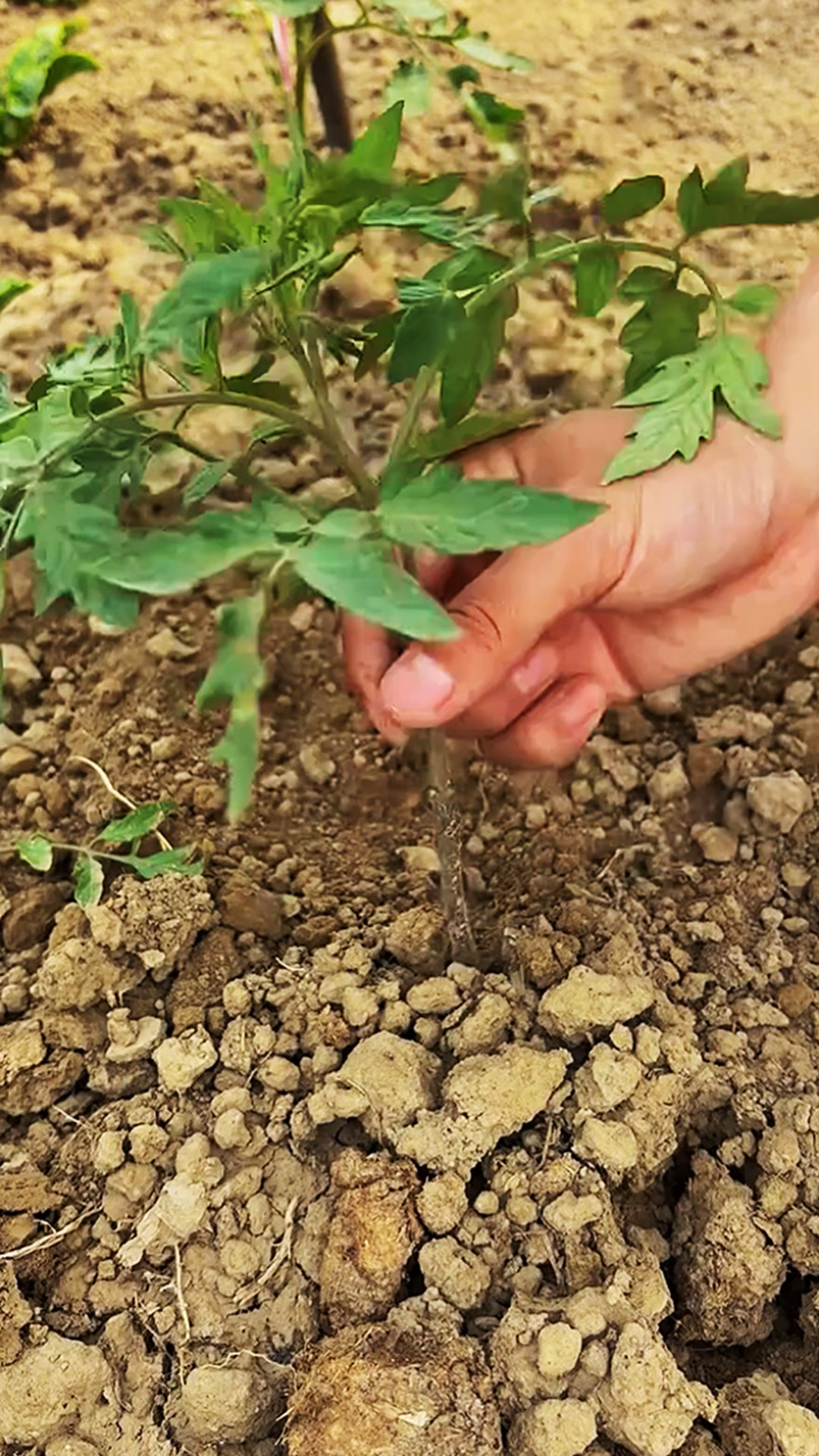 大姨栽柿子秧根别人不一样