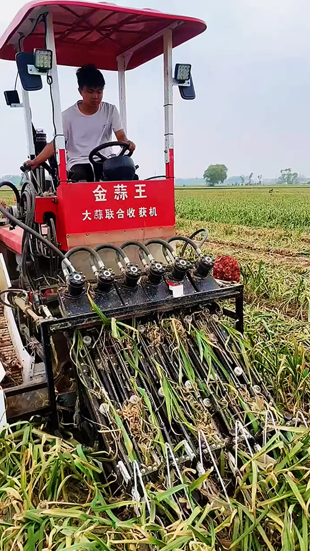 收割大蒜全是我们收割机