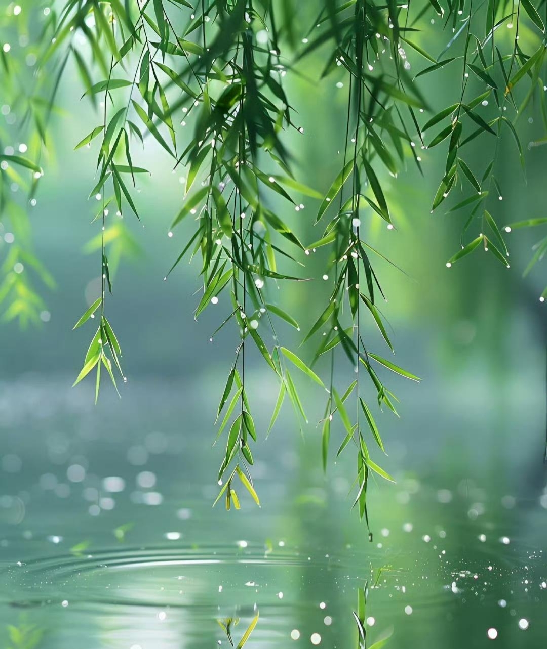 细长的柳枝随风轻摆,宛如婀娜舞者