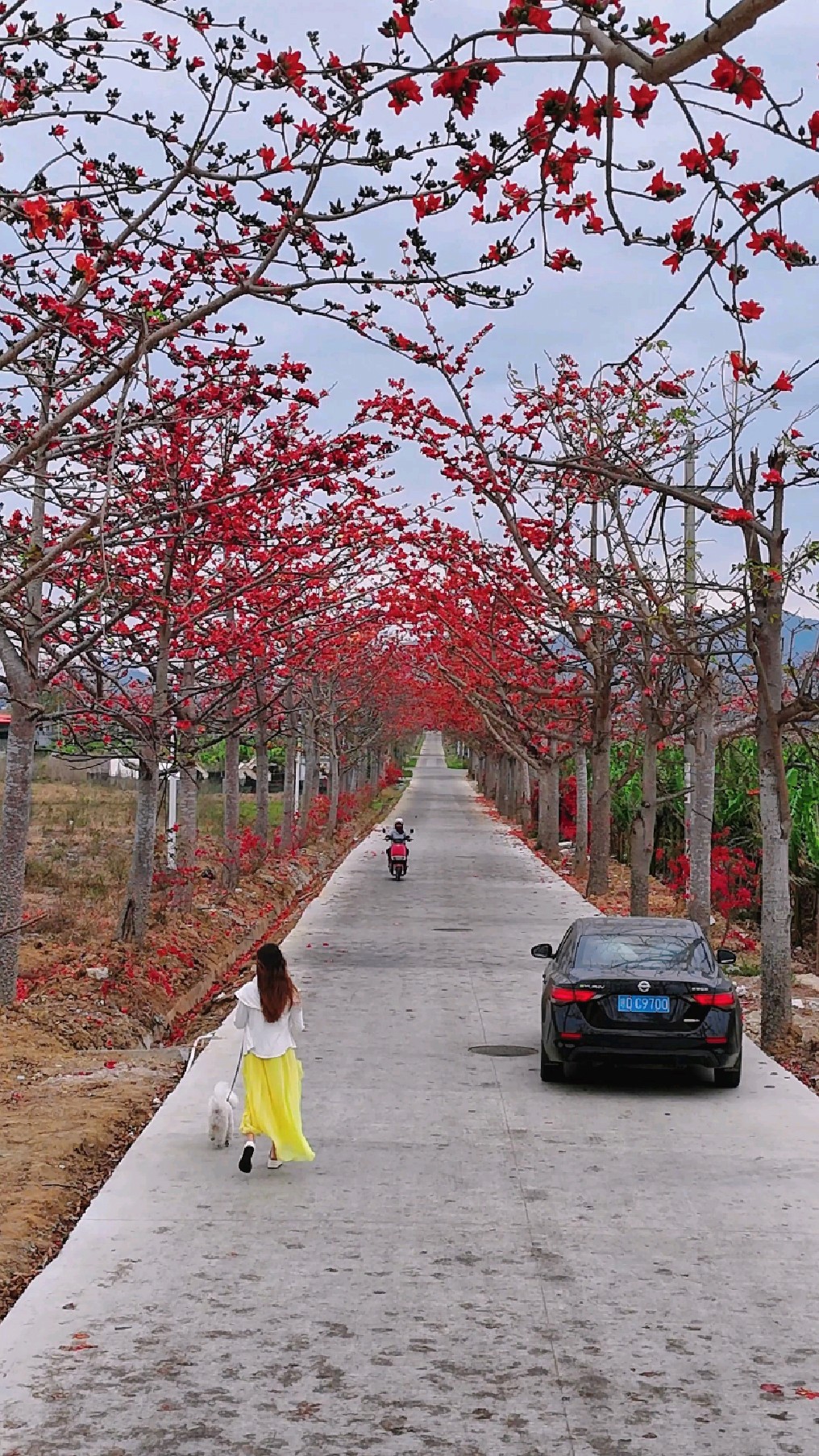 海南昌江木棉花开啦,到处都是花的海洋,花心的人儿来拍照打卡吧