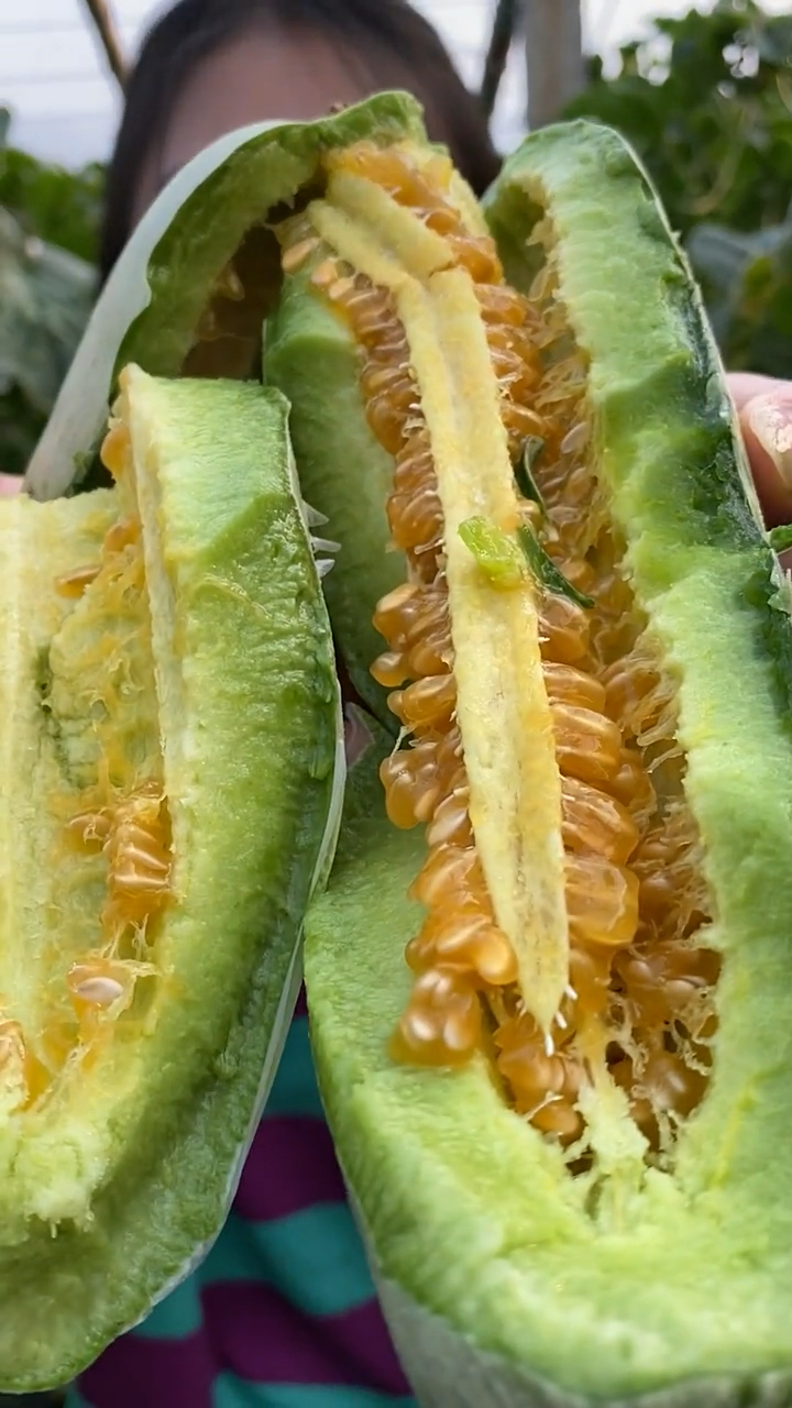 这种甜瓜被很多人以为是西葫芦,长的太像了