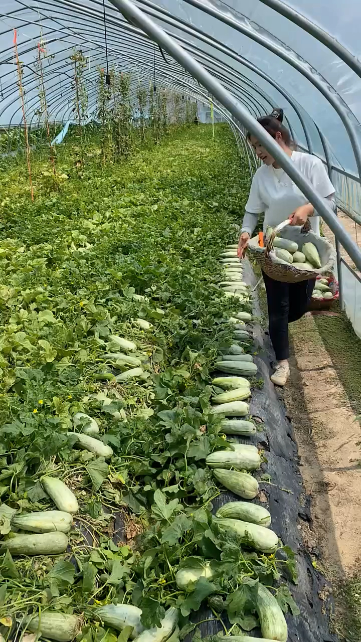 山东羊角蜜甜瓜大丰收,都是今年头茬瓜,又脆又甜