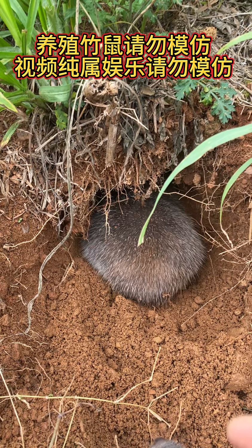 大竹鼠留下,小小竹鼠放了