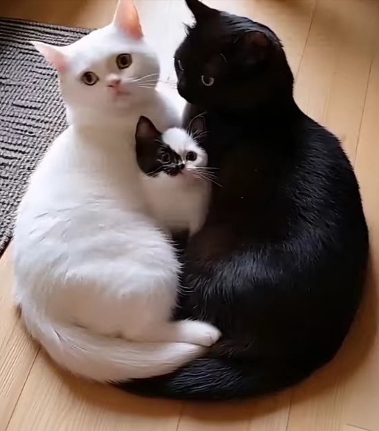 白猫黑猫黑猫图片大全大图黑猫白猫图像真猫黑猫和白猫成为夫妻白猫
