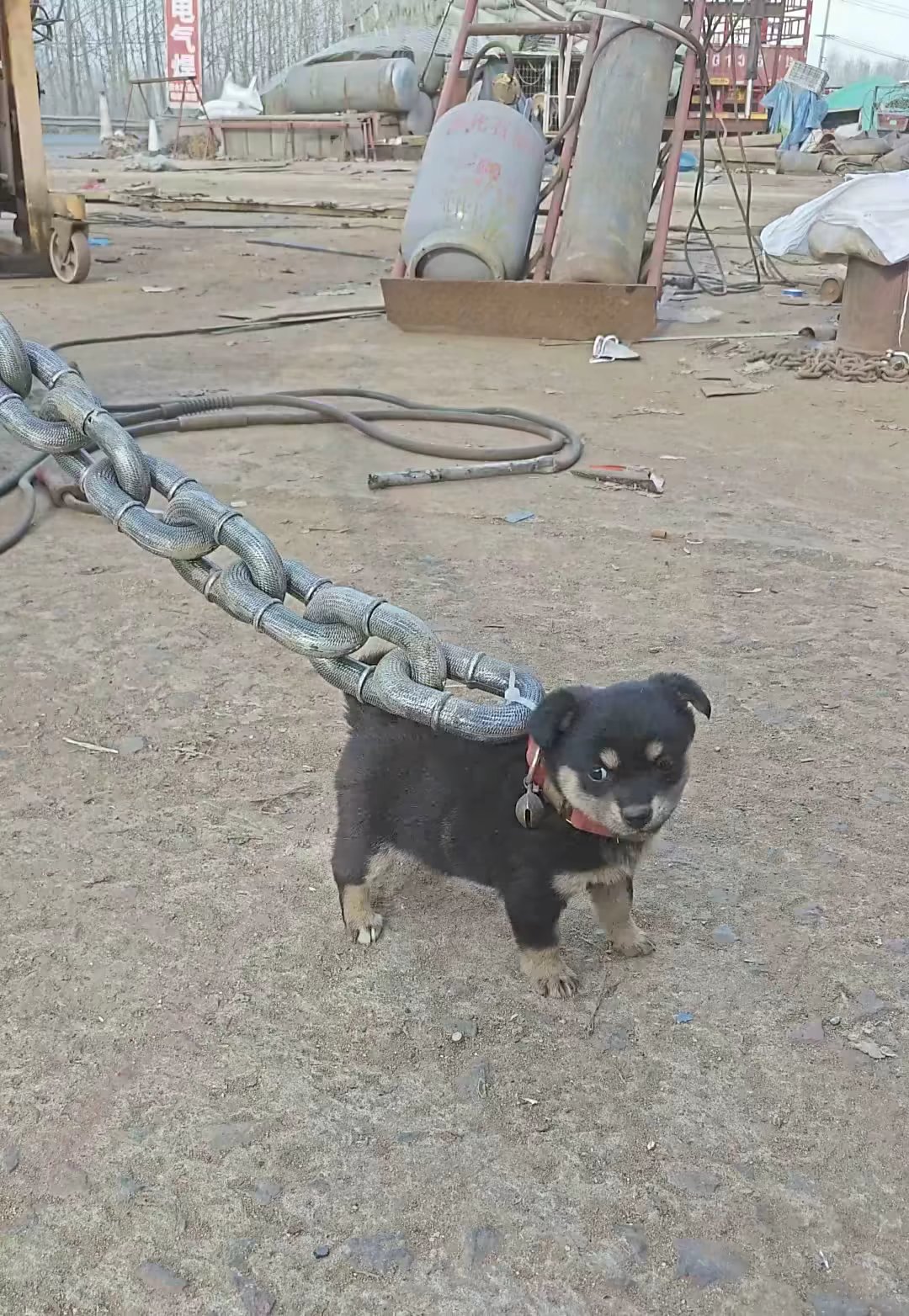 鹰叭犬秃尾狗超大铁链锁住小电驴拦门虎图片延绳滚钩耙刺山狗的大铁链