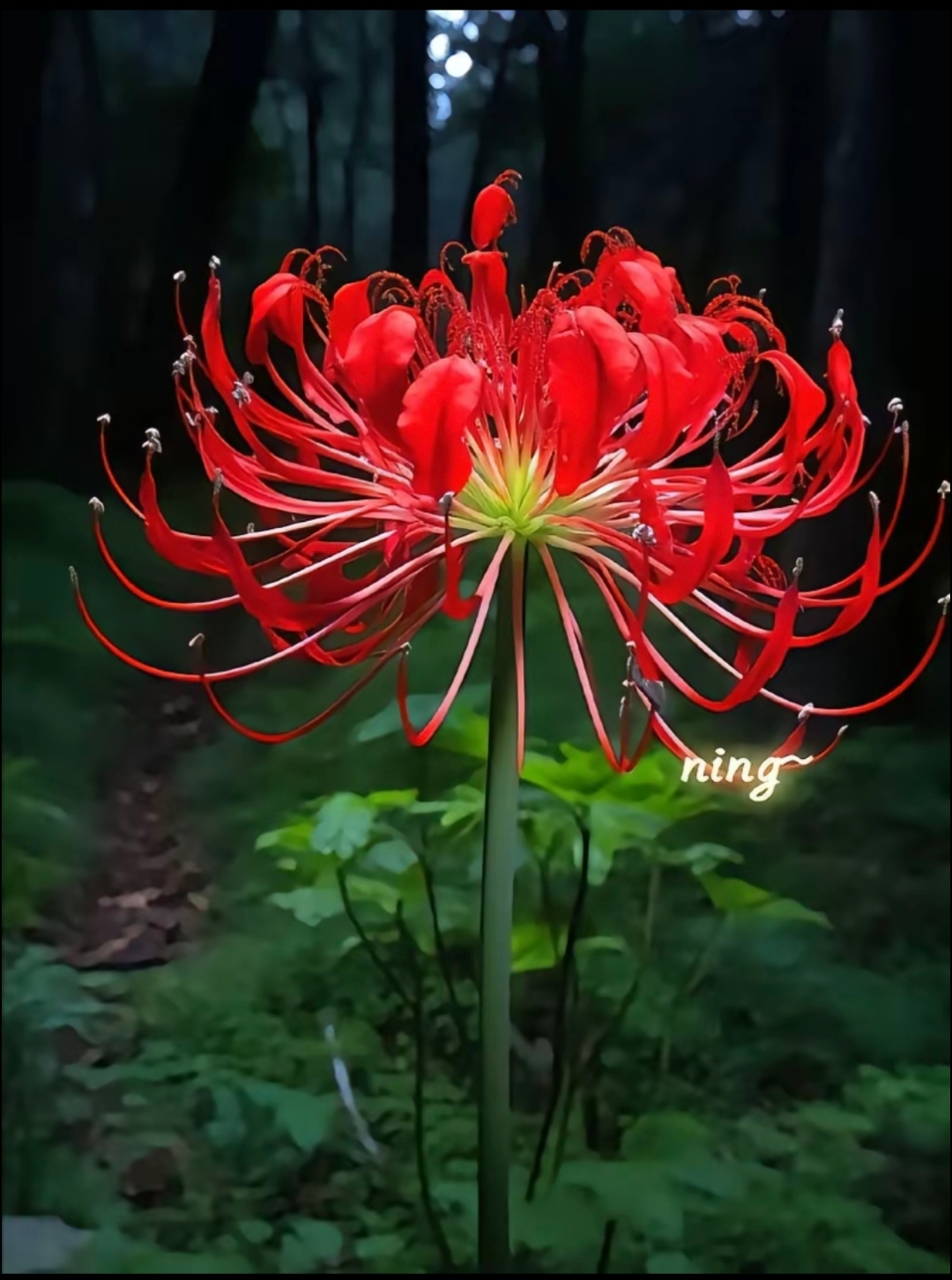 彼岸花有三种 红色的叫曼珠沙华,象征生死离别; 白色的叫曼陀罗华