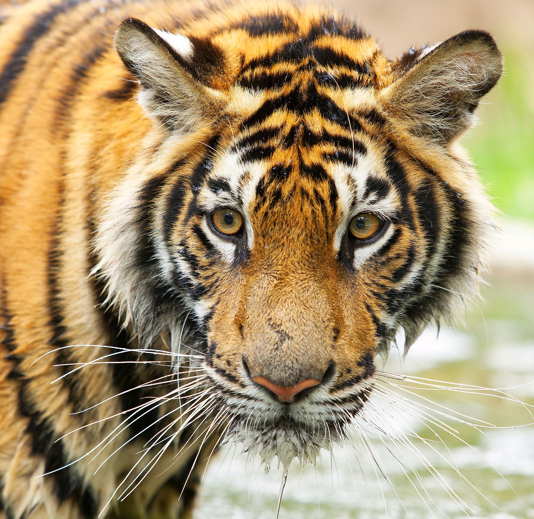 生肖虎的今年整体运势(属虎生肖今年的运程属虎今年运程)