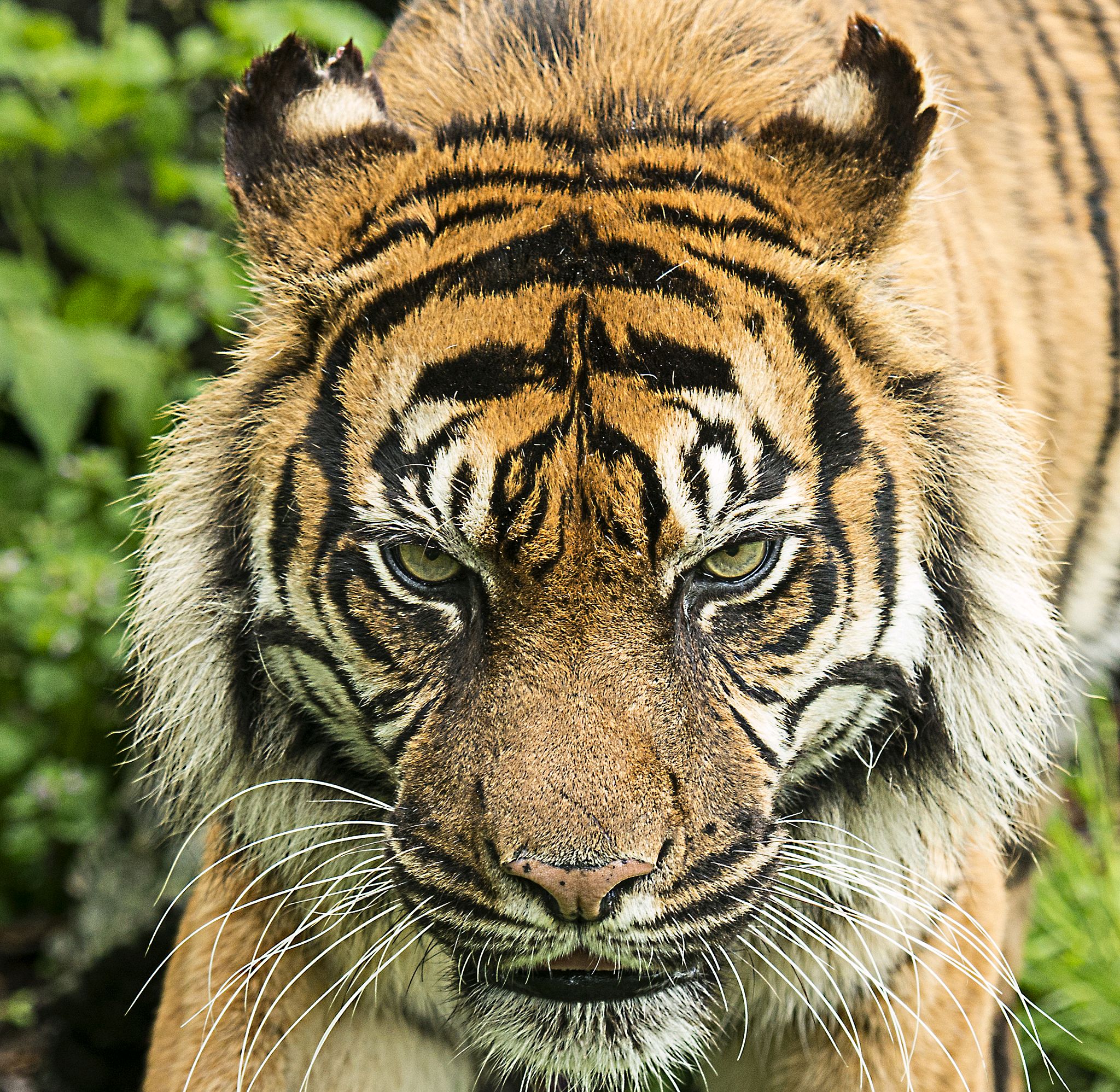 十二生肖的运势虎(2021运势12生肖运势虎)