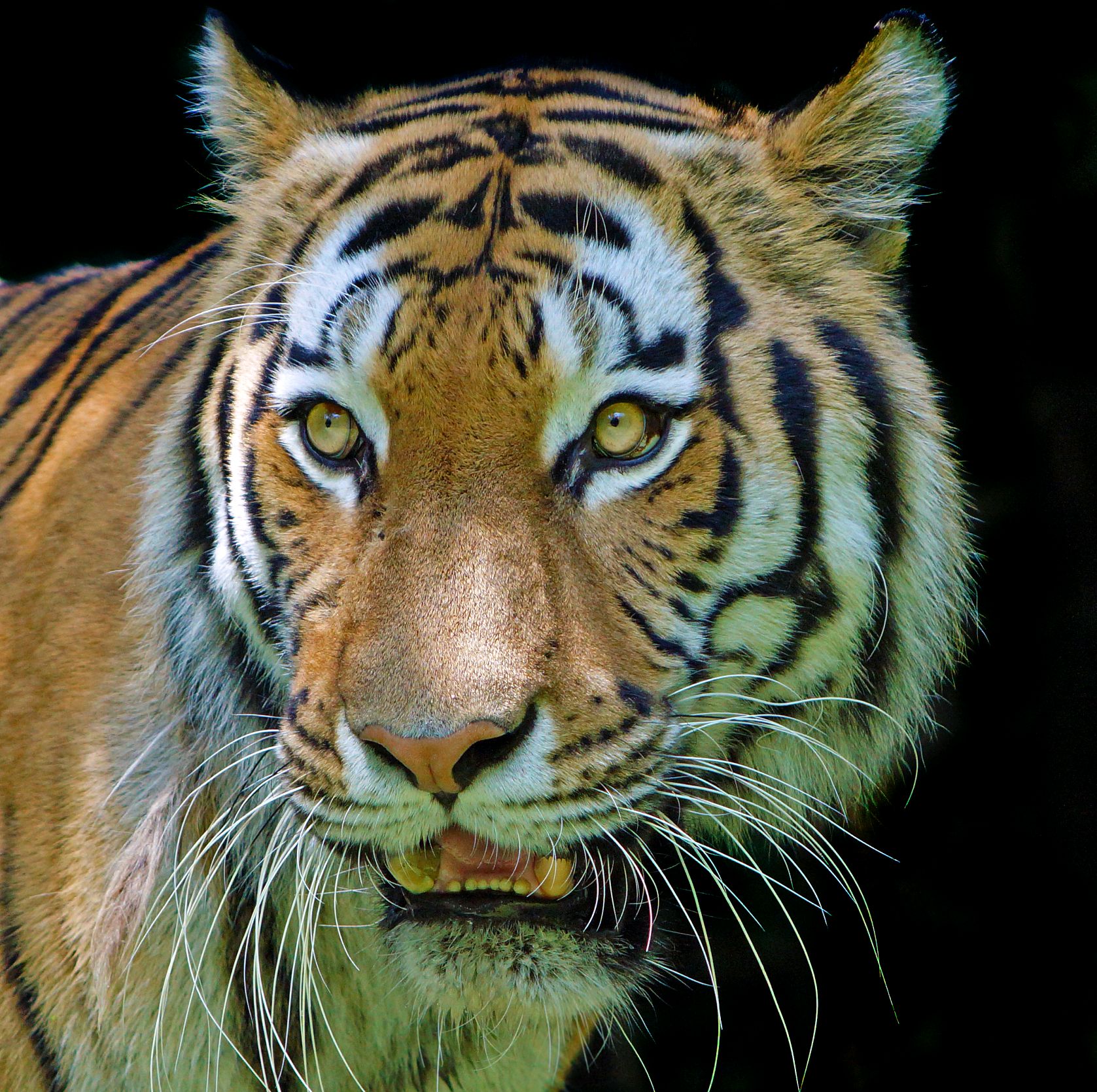 虎年生肖今日行情运势如何(虎年的今日运势)